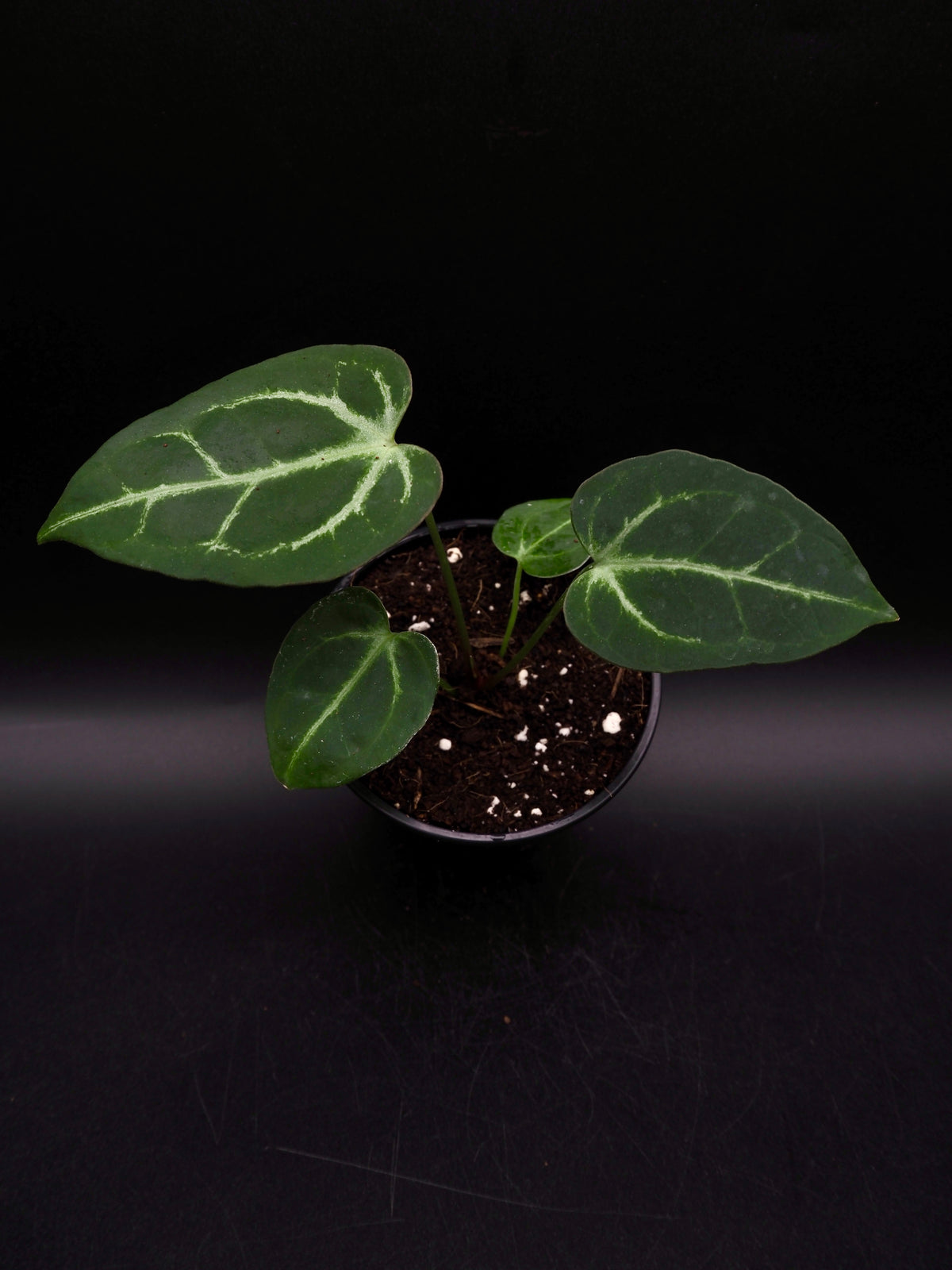 Anthurium Greige x Docblockf2 x  (Sweetlove x Pedatoradiatum Variegata)