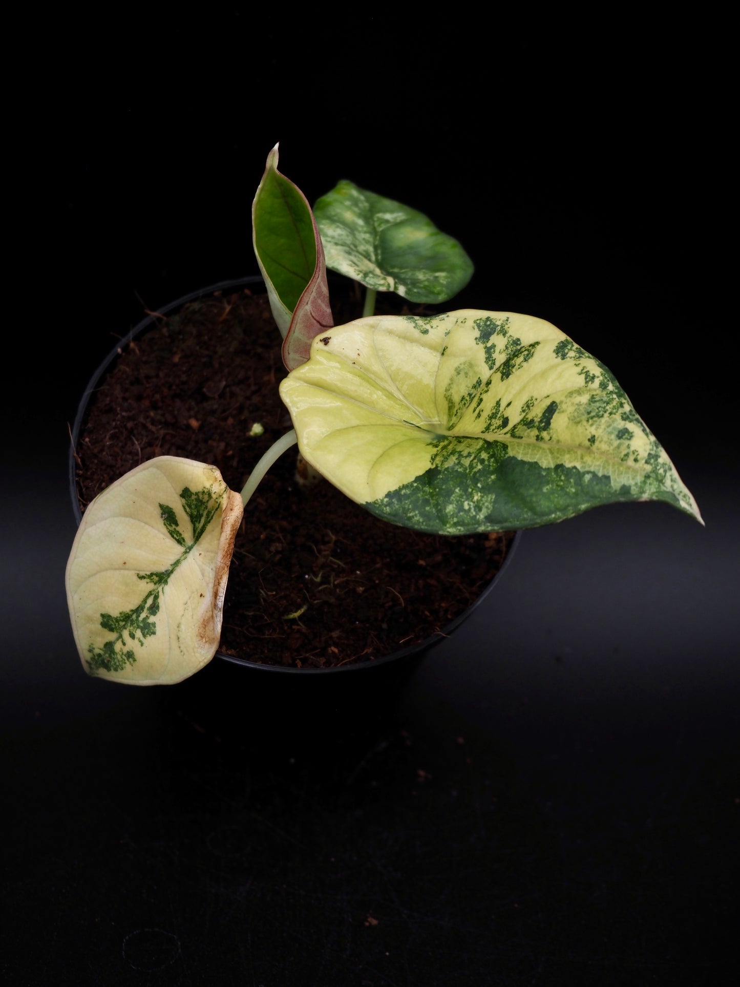 Alocasia Nebula Aurea