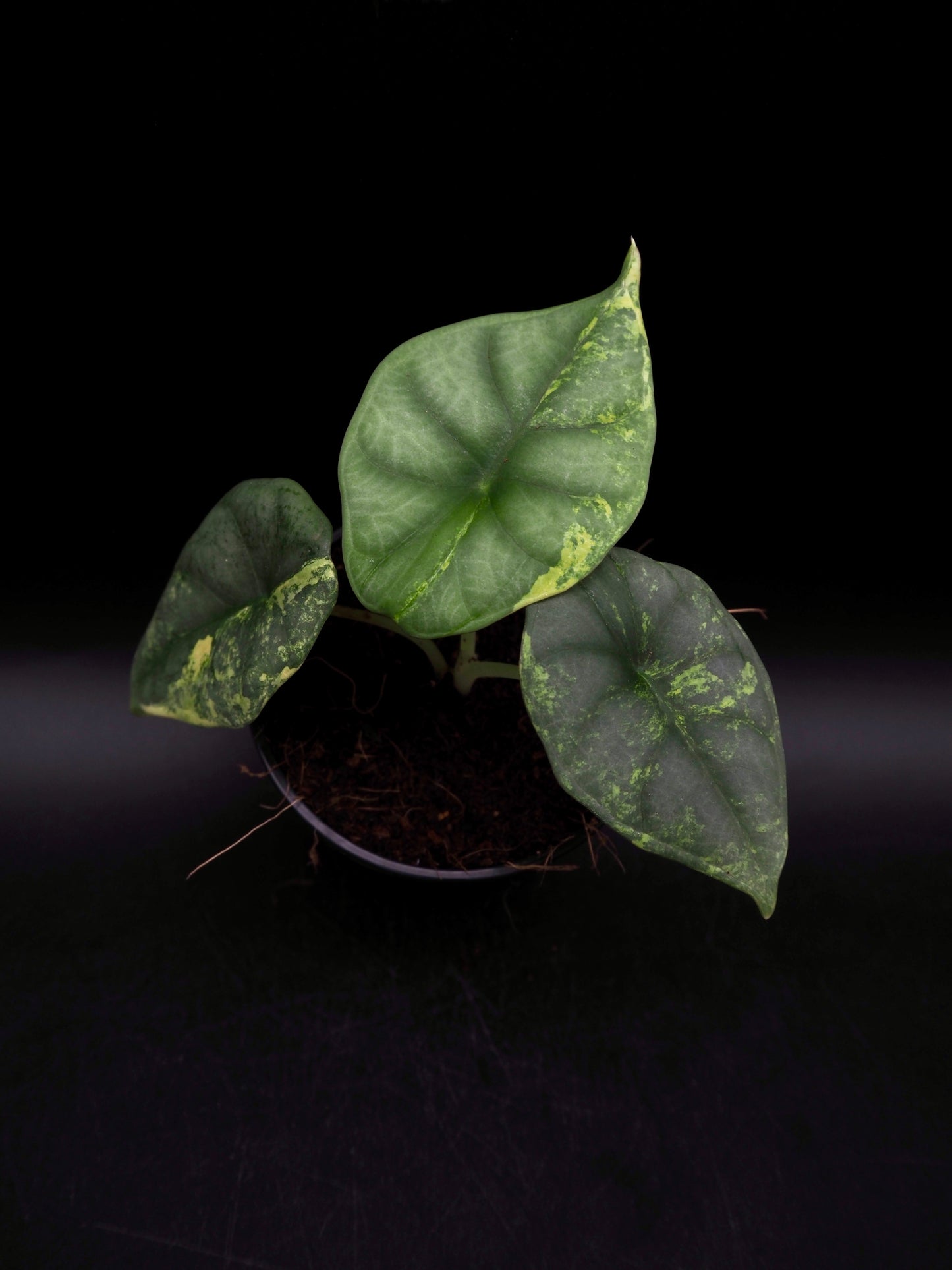 Alocasia Nebula Aurea