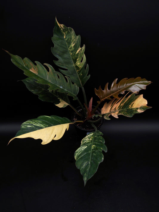Philodendron Caramel Marble