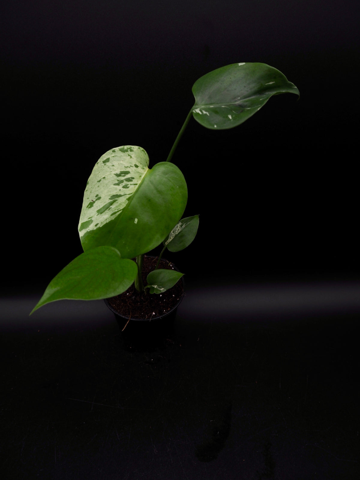 Monstera Bulbasaur