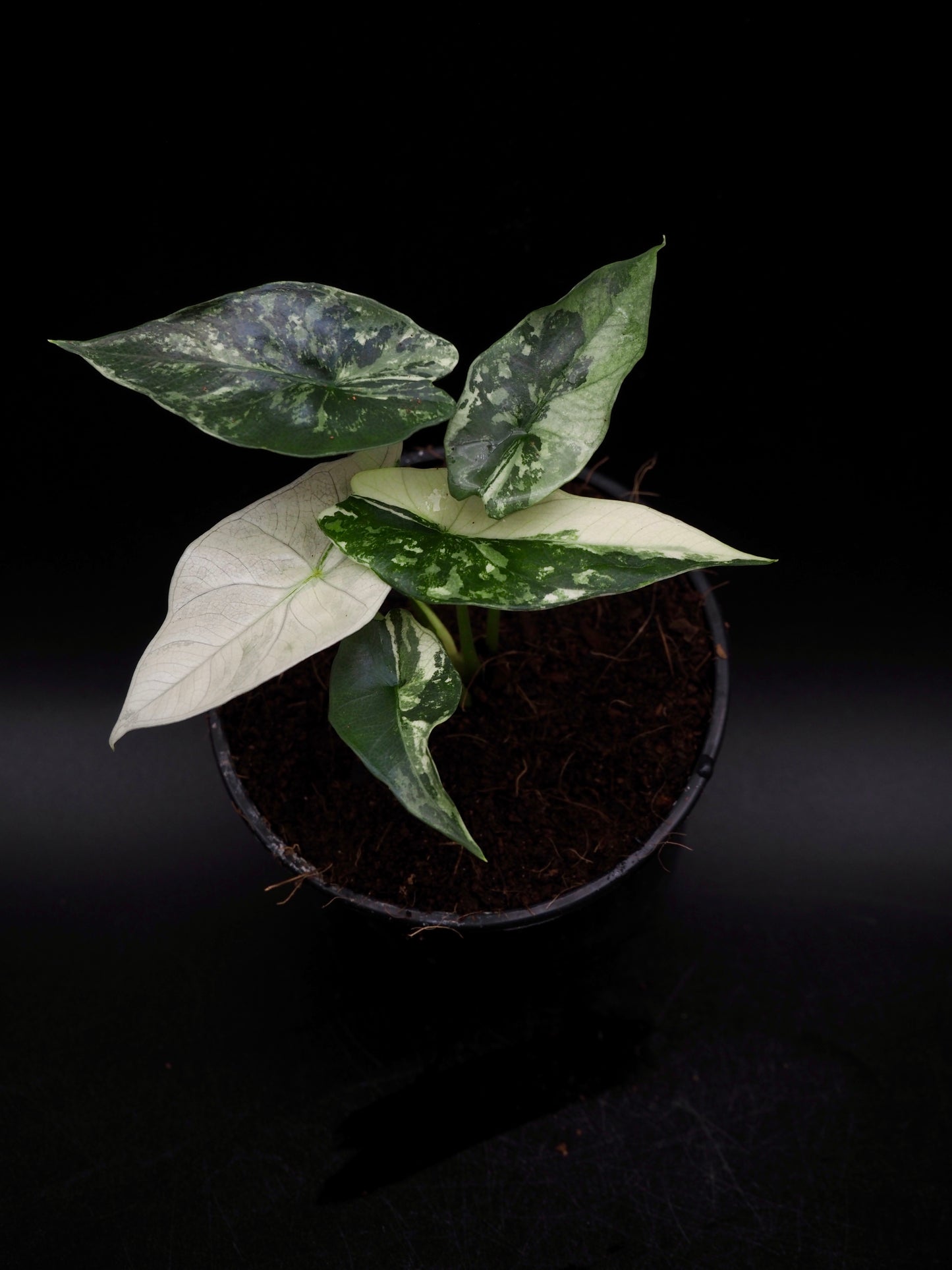 Alocasia Simpo Albo