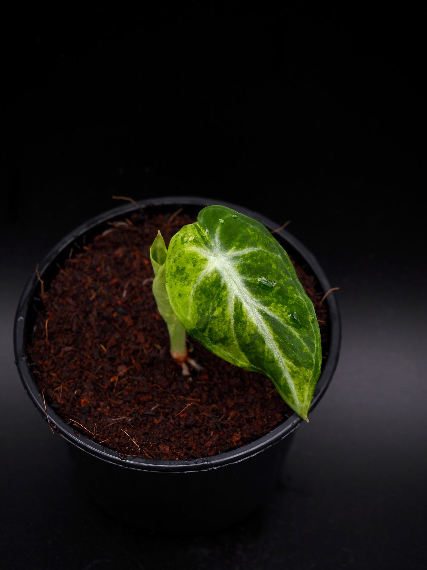 Alocasia Ninja Aurea