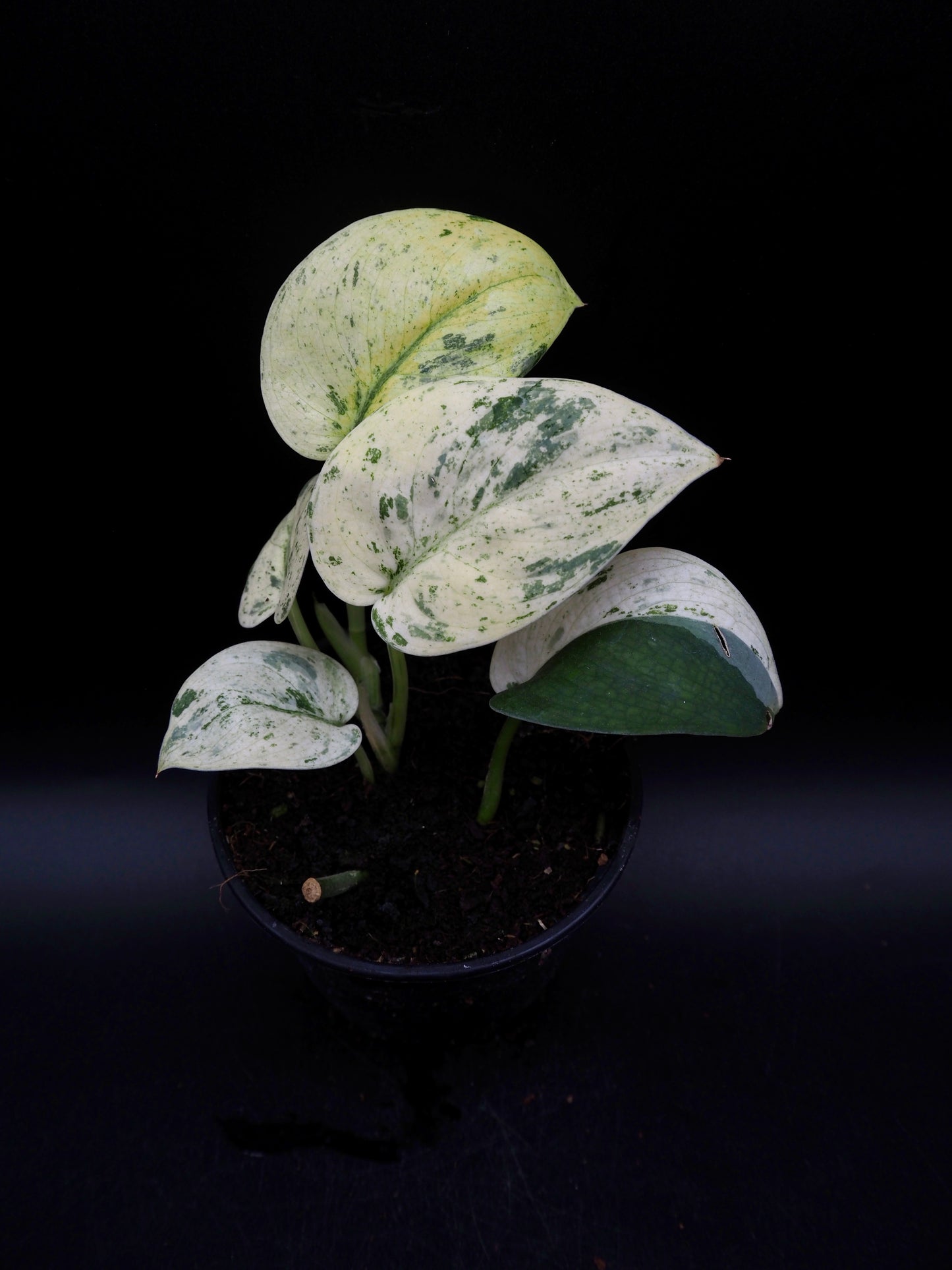 Scindapsus Jade Satin Marble