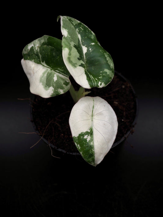 Alocasia Nebula Albo Pink Variegata