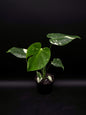 Monstera Deliciosa Monstre Blanc