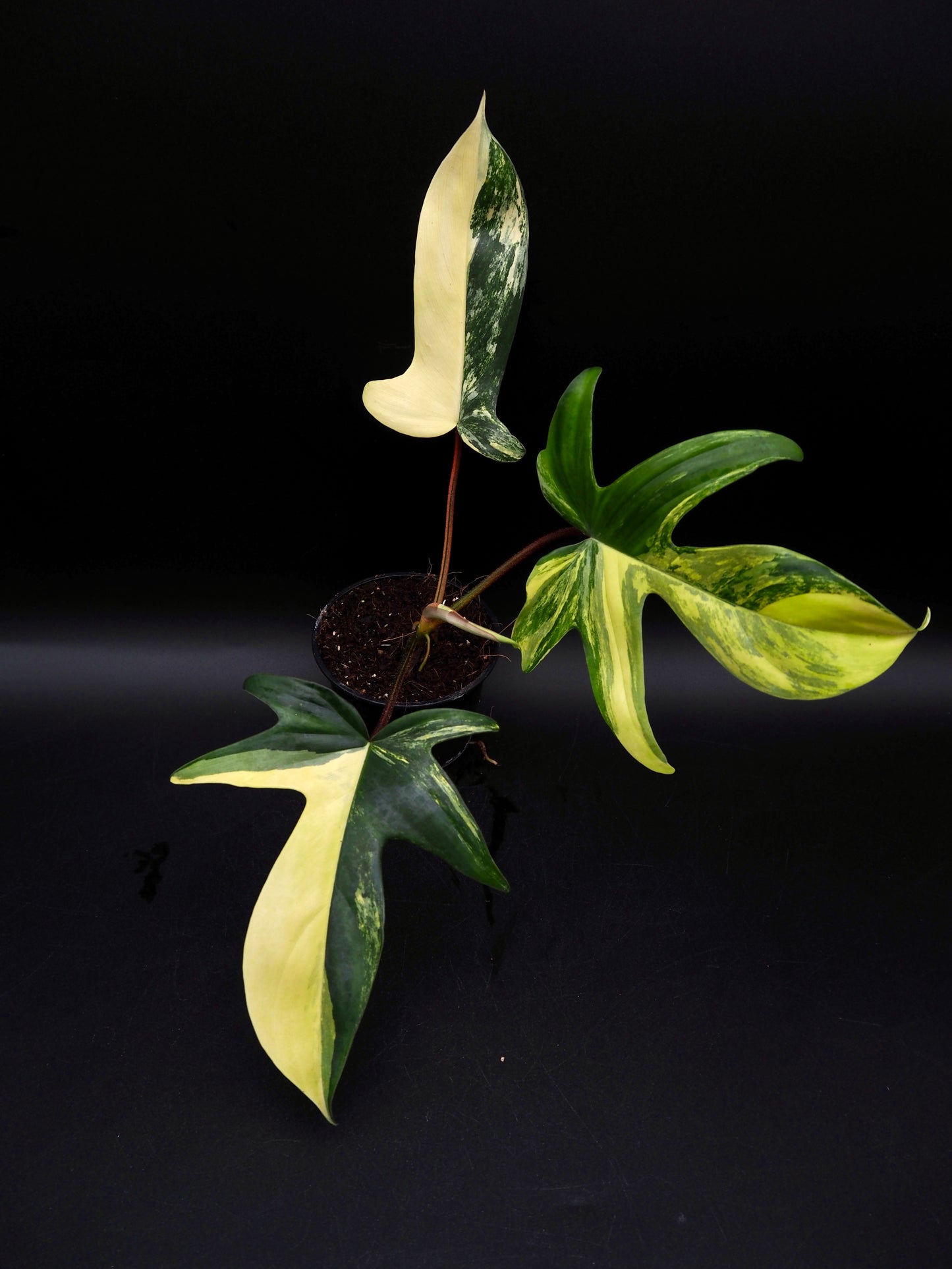 Philodendron Florida Beauty