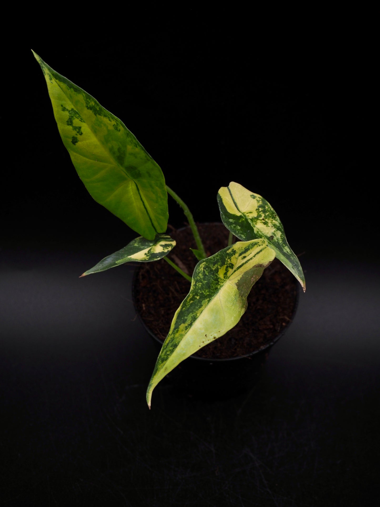 Alocasia Simpo Aurea