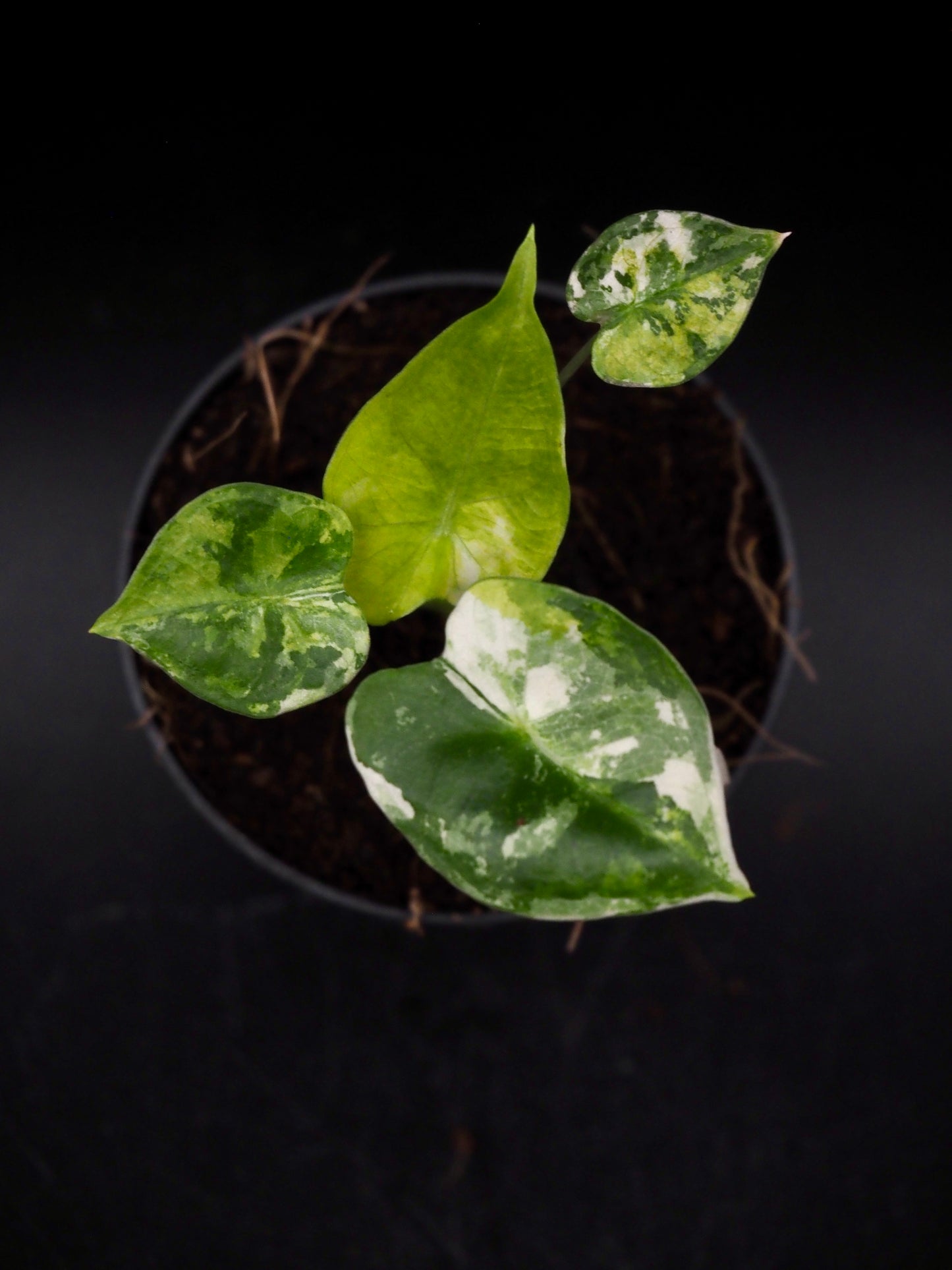 Alocasia Frydek Tricolor