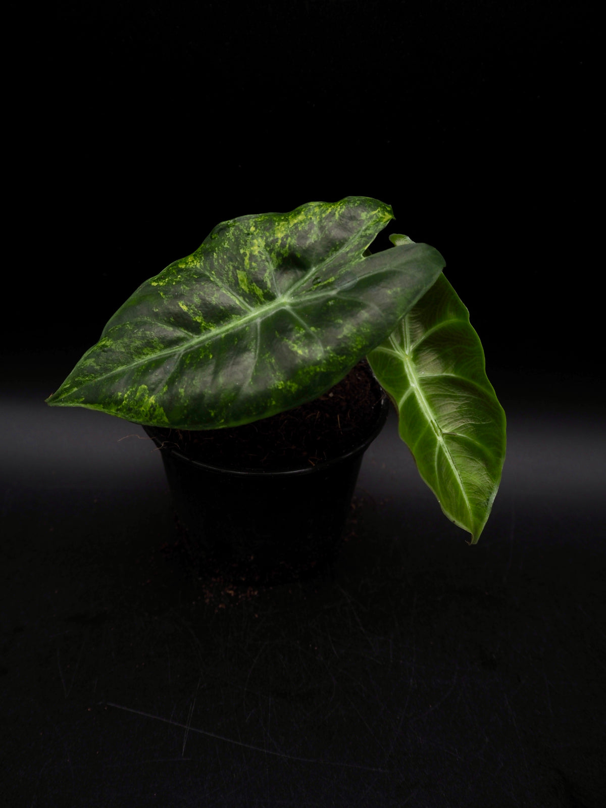 Alocasia Nairobi Nights Aurea Variegata
