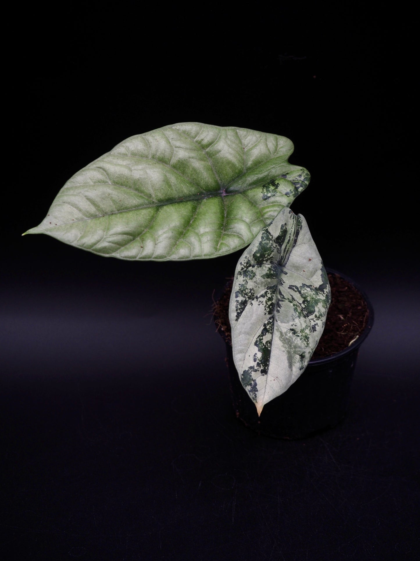 Alocasia Sinuata Albo