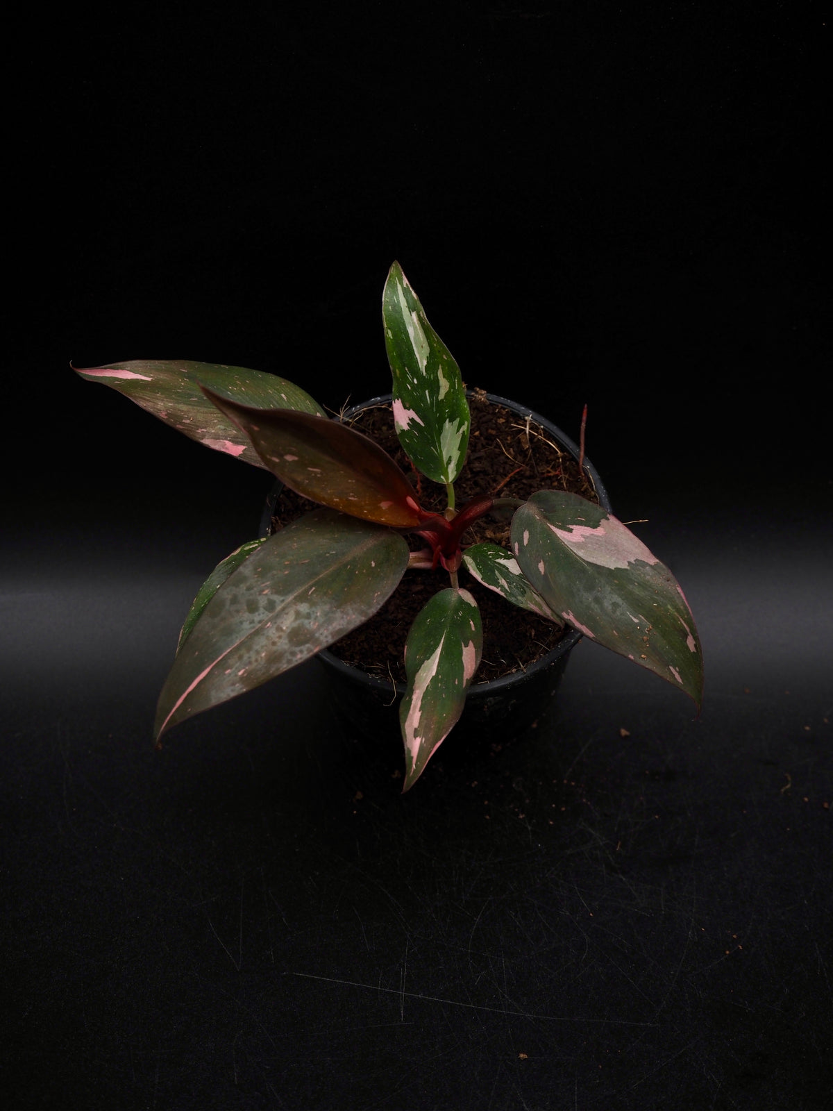 Philodendron Pink Princess Galaxy