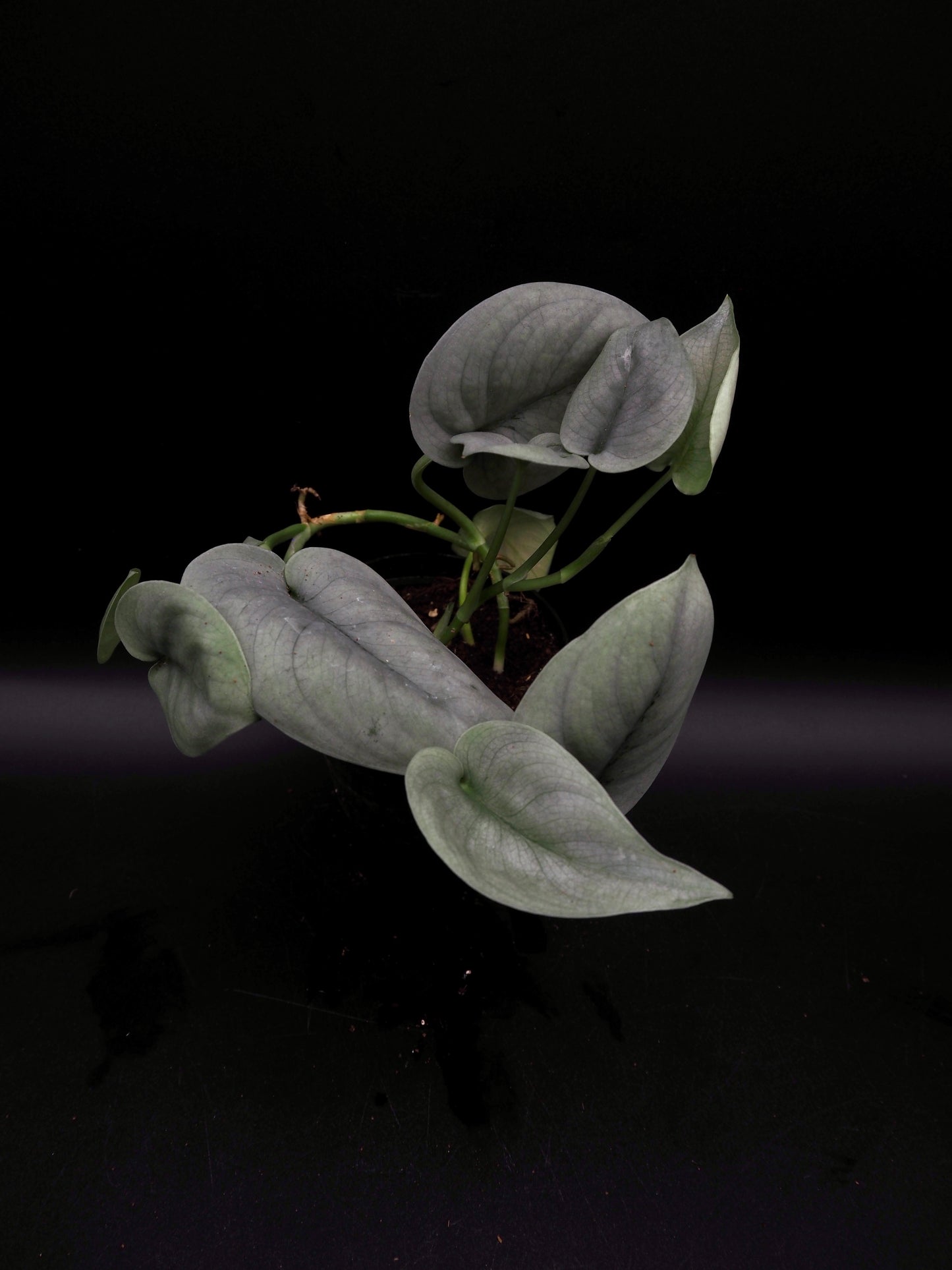 Scindapsus Platinum