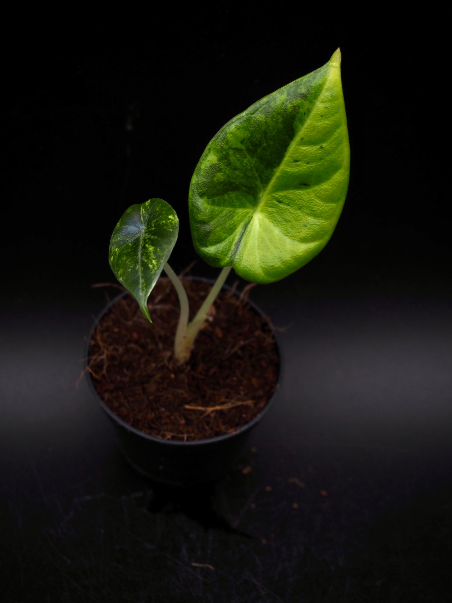 Alocasia Maharani Aurea