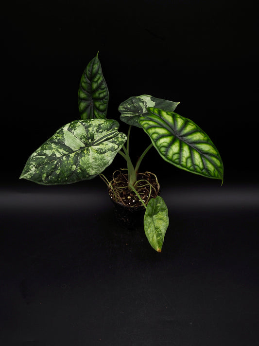 Alocasia Dragon Scale Albo Variegata