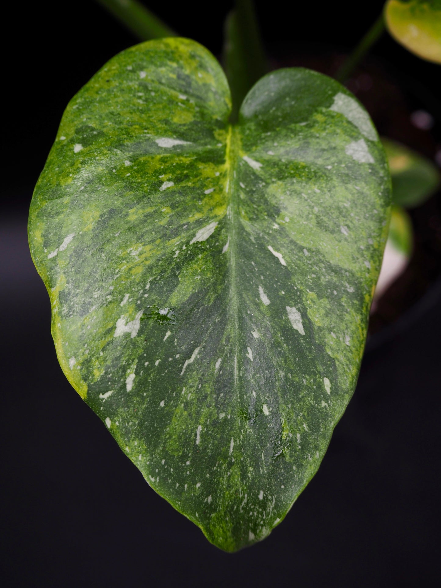 Monstera Thai Constellation Miracle Tricolor