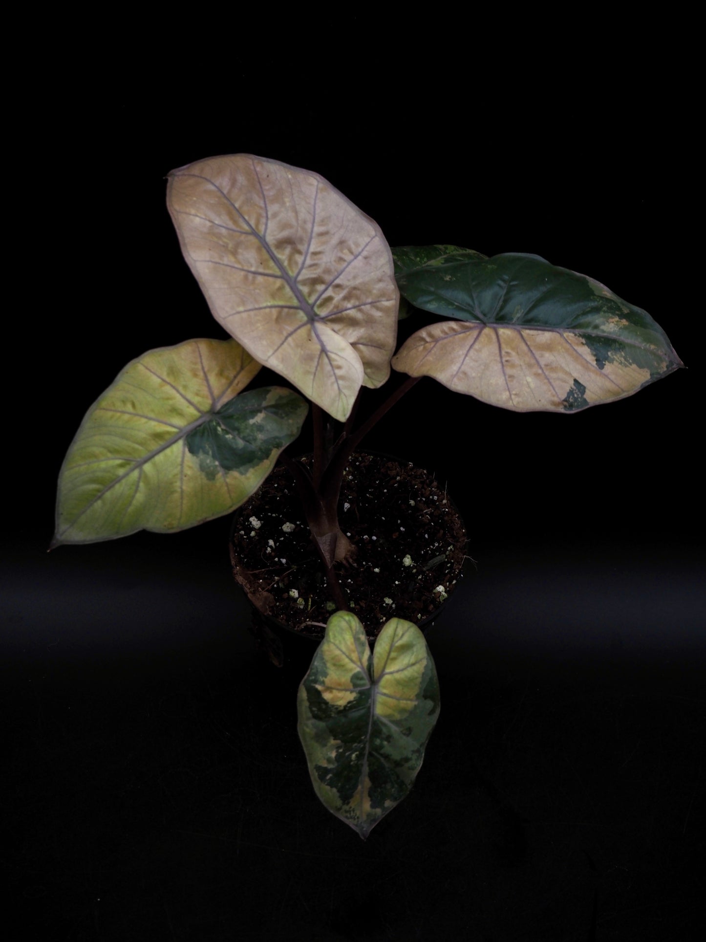 Alocasia Yucatan Princess Pink