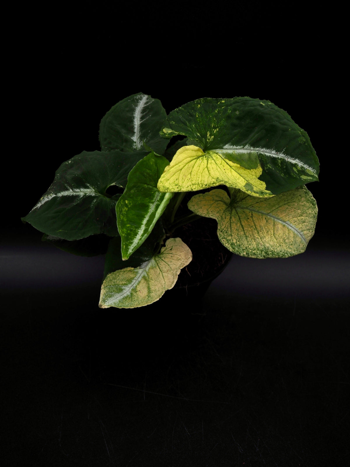 Syngonium Scambled Egg