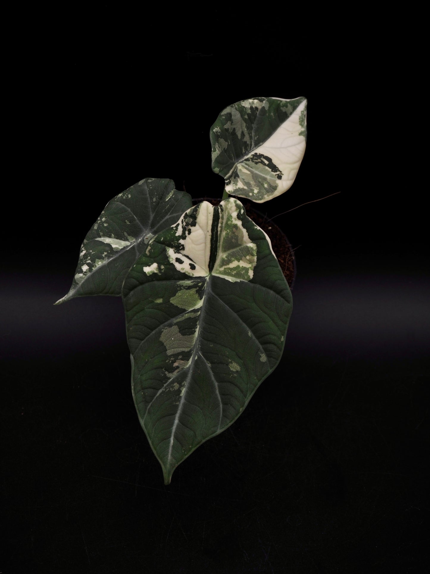 Alocasia Maharani Albo Variegata