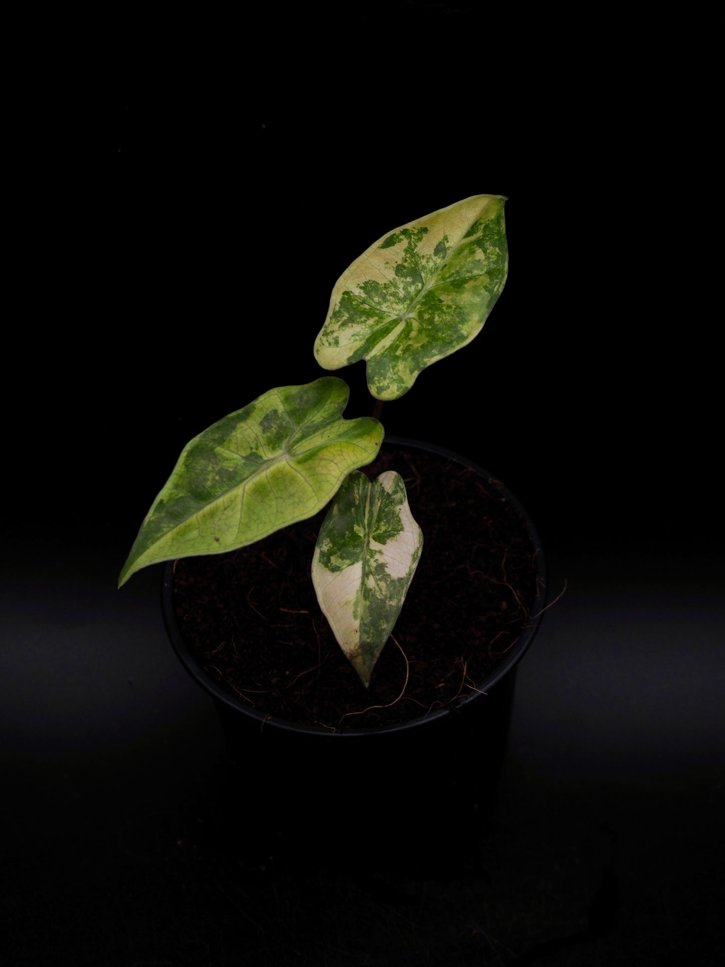 Alocasia Pseudo Sanderian Aurea Variegata