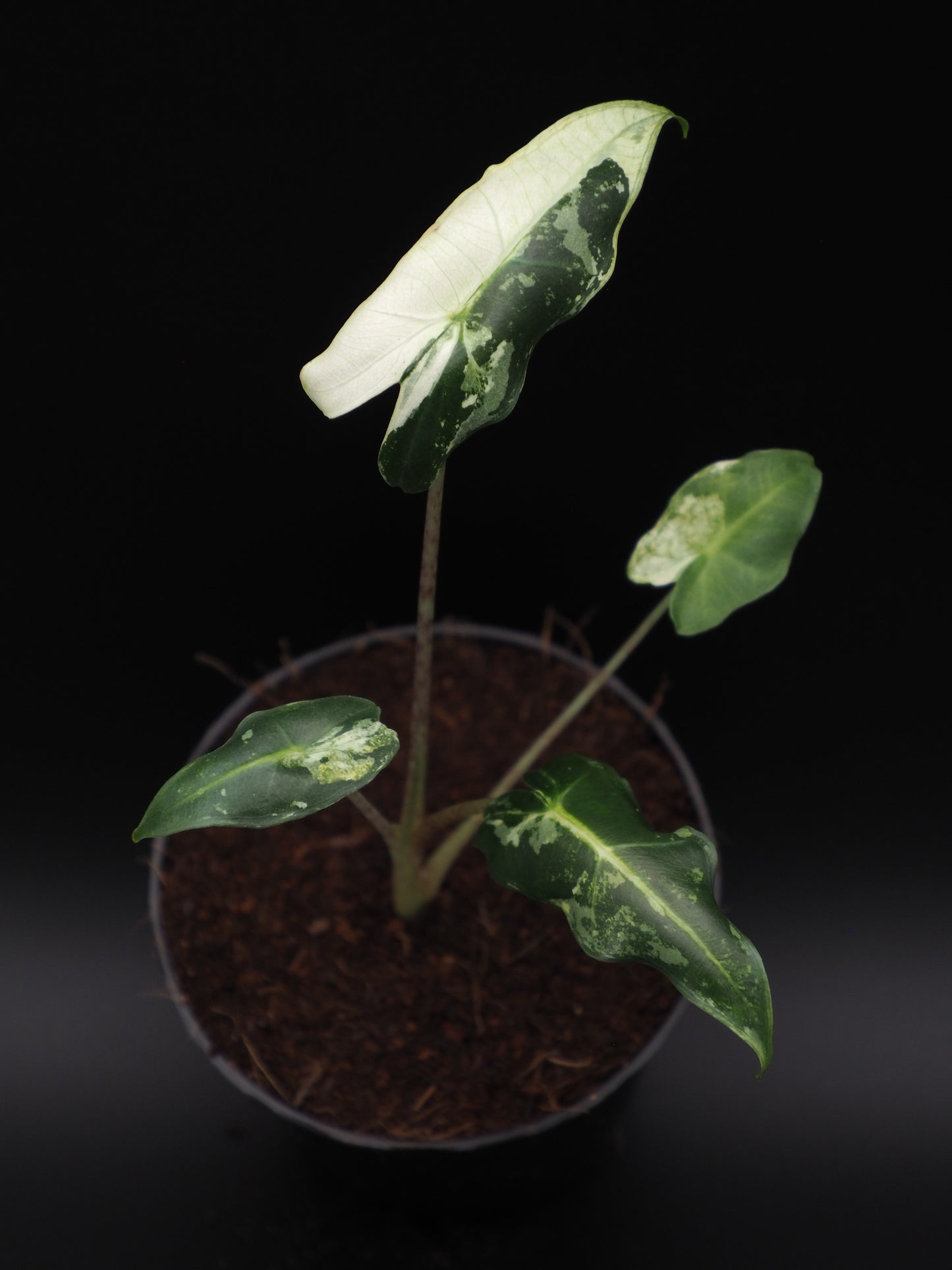 Alocasia Sarian Albo