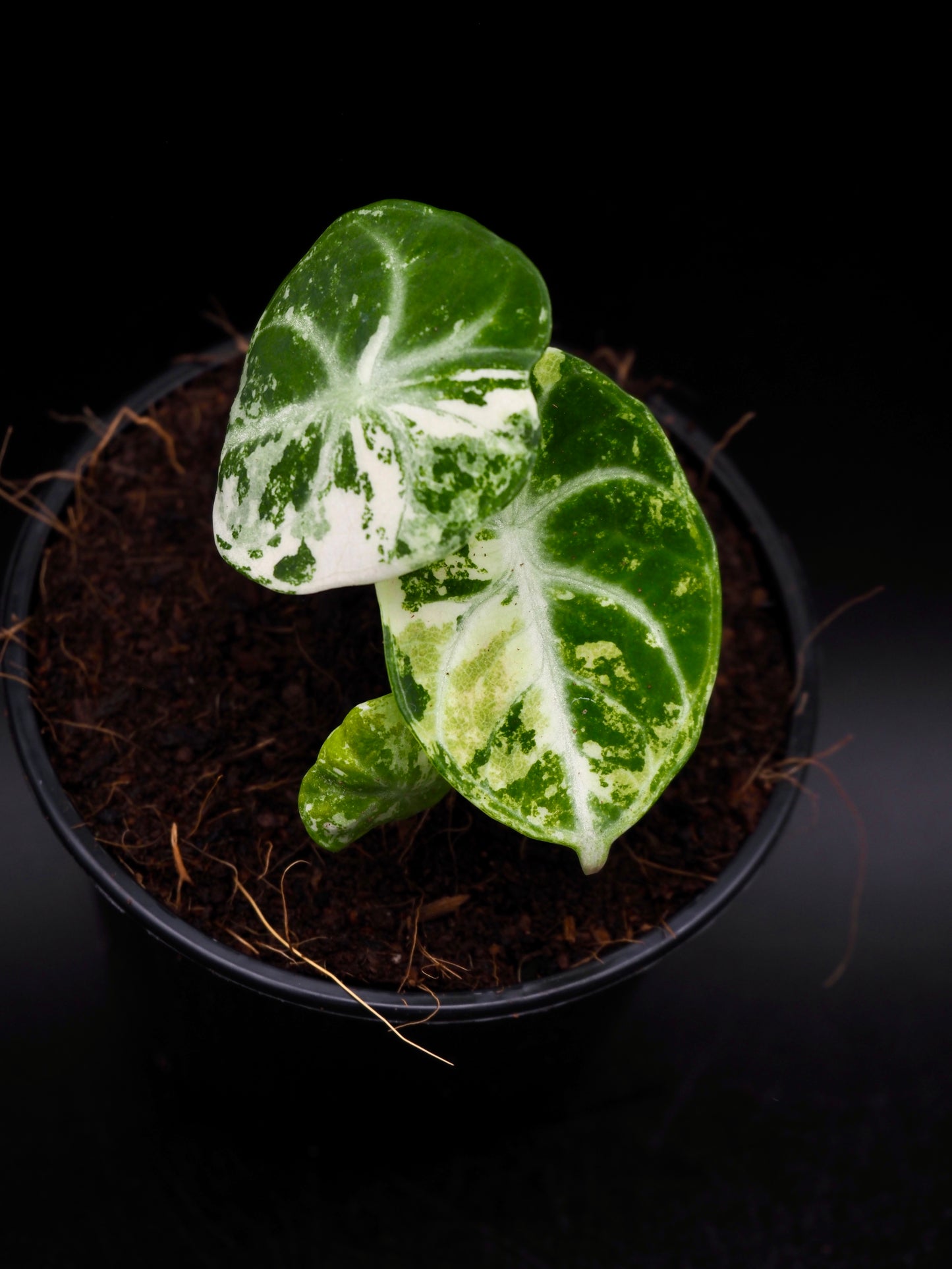 Alocasia Ninja Albo