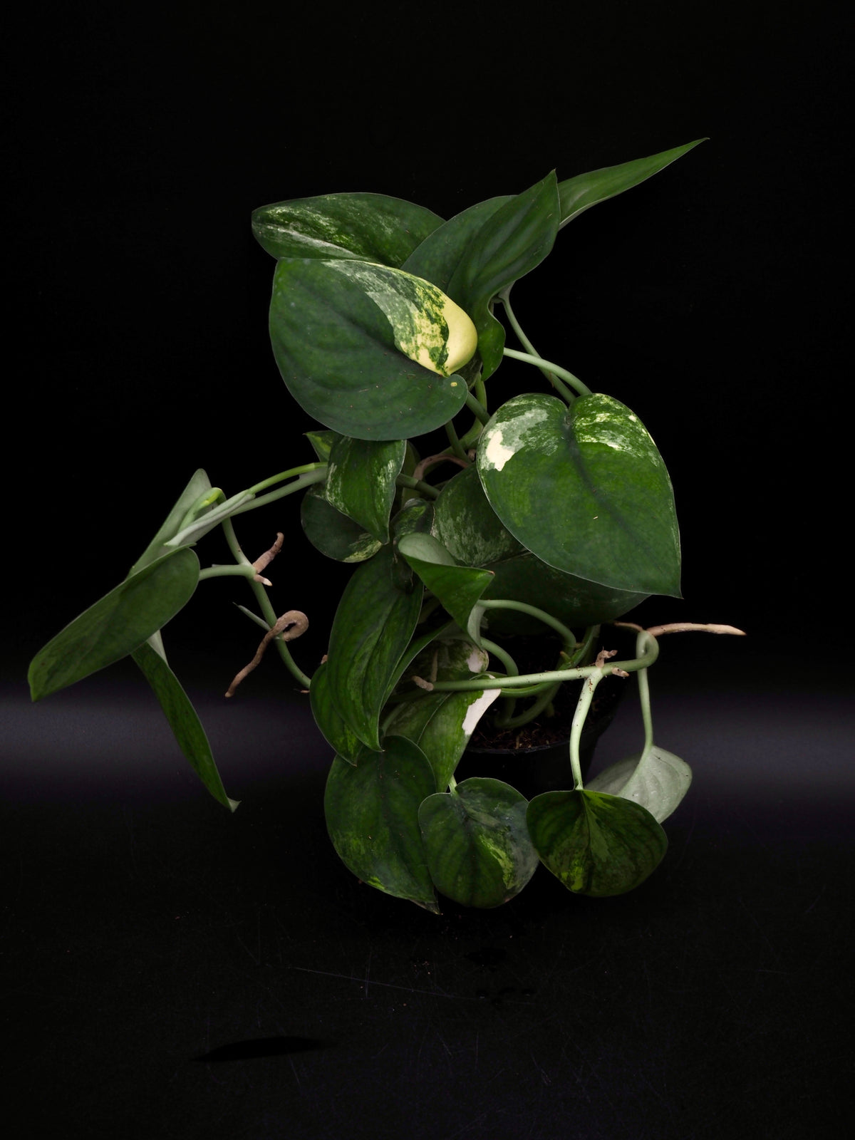 Scindapsus Jade Satin Variegata