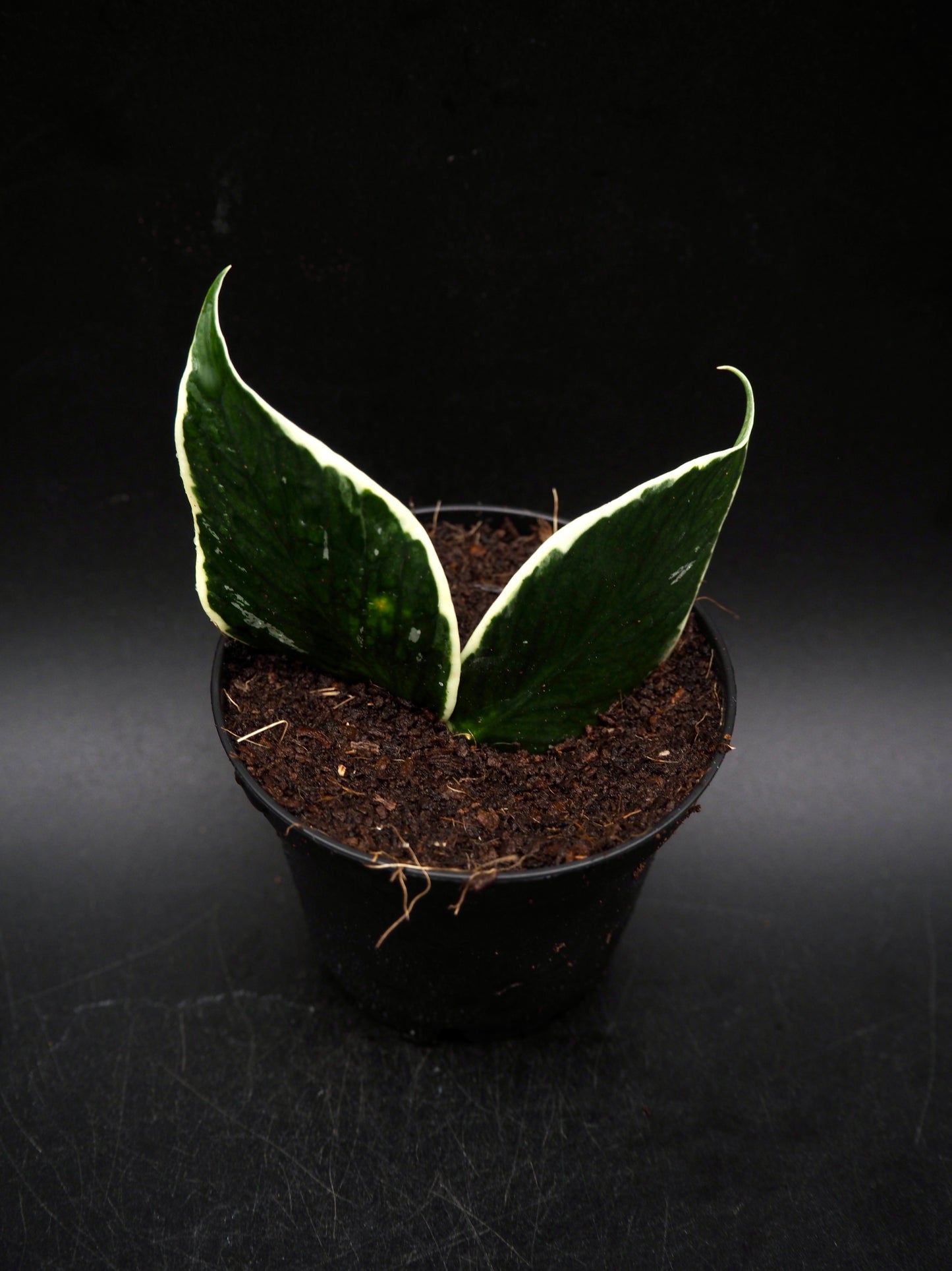 Hoya Polyneura Variegata