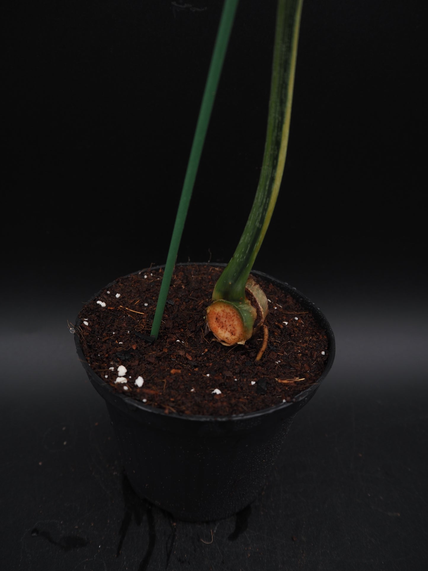 Philodendron Gloriosum Aurea