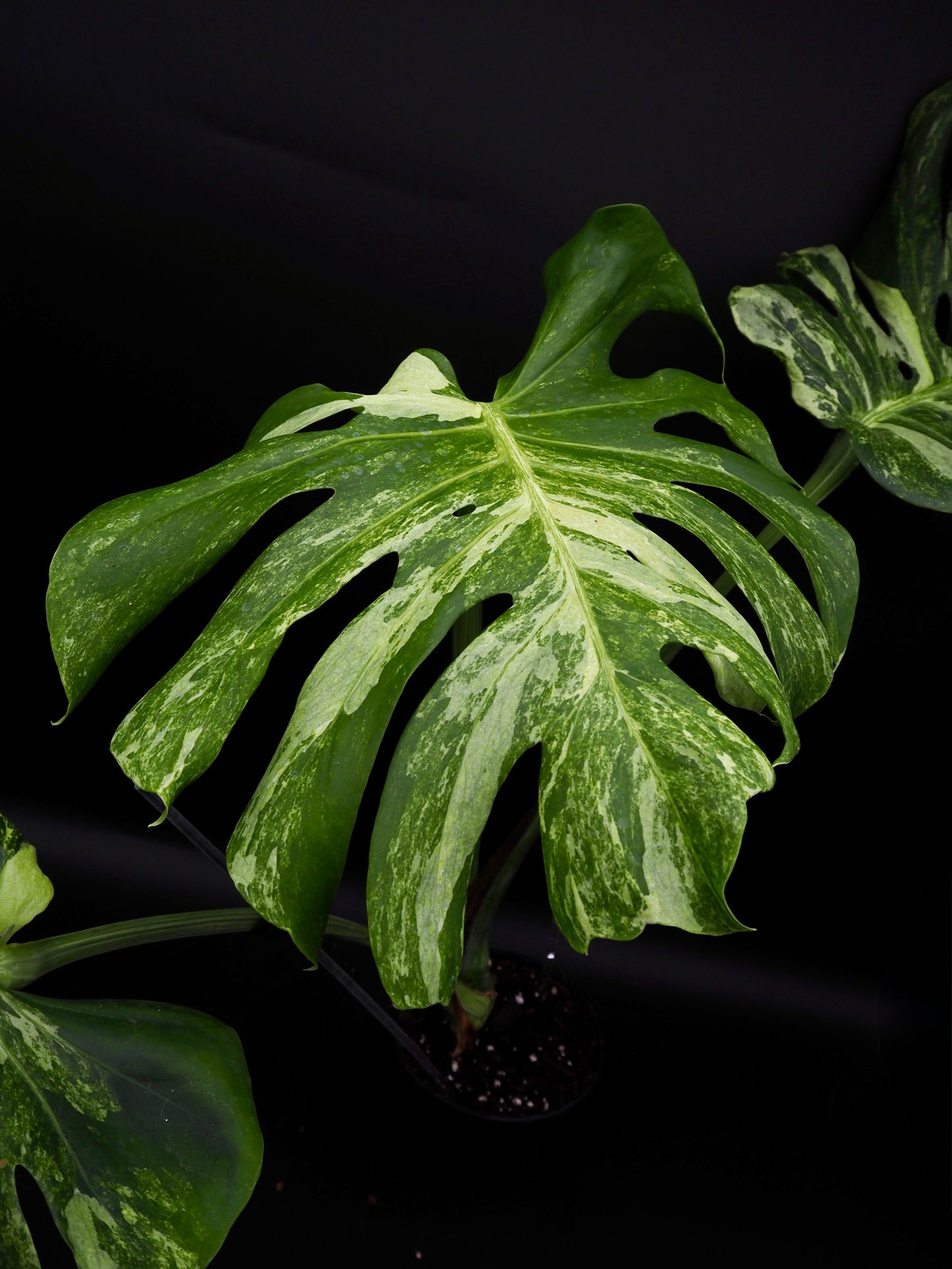 Monstera Masterpeace