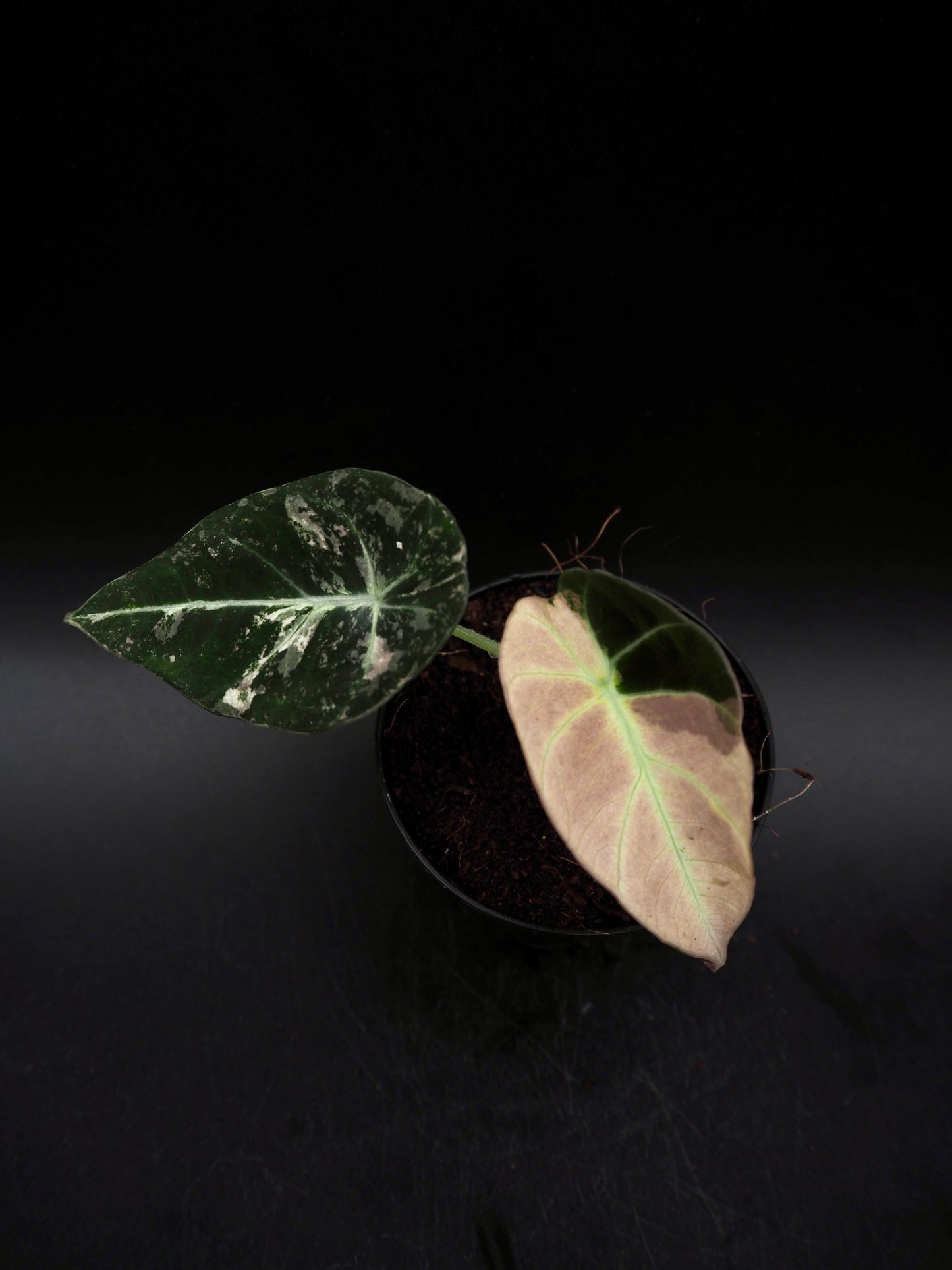 Alocasia Black Velvet Pink