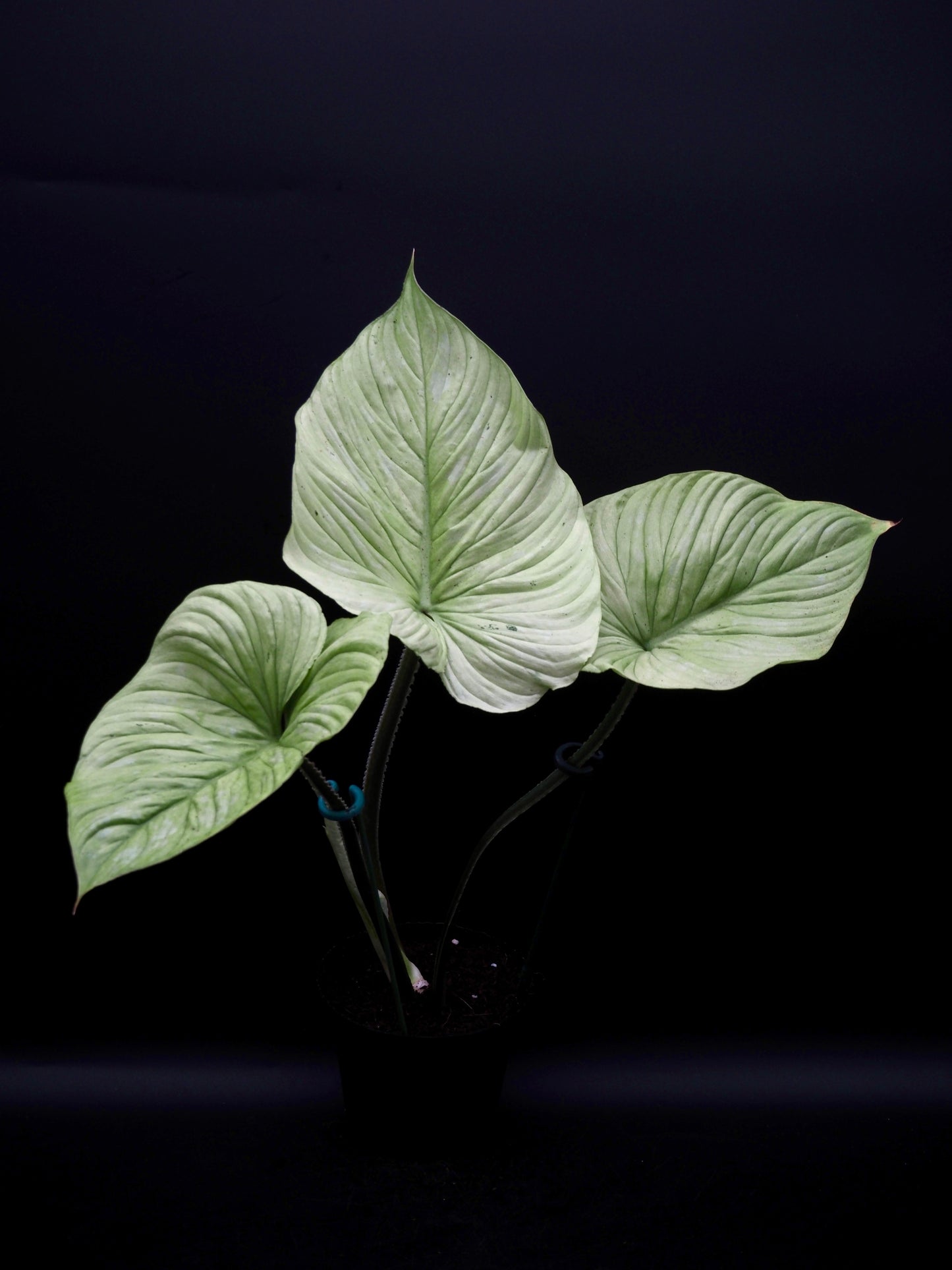 Philodendron Mamei Variegata