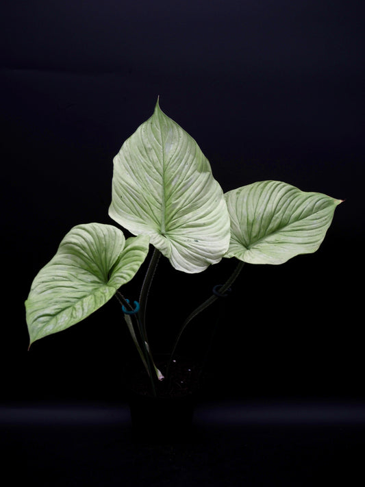 Philodendron Mamei Variegata
