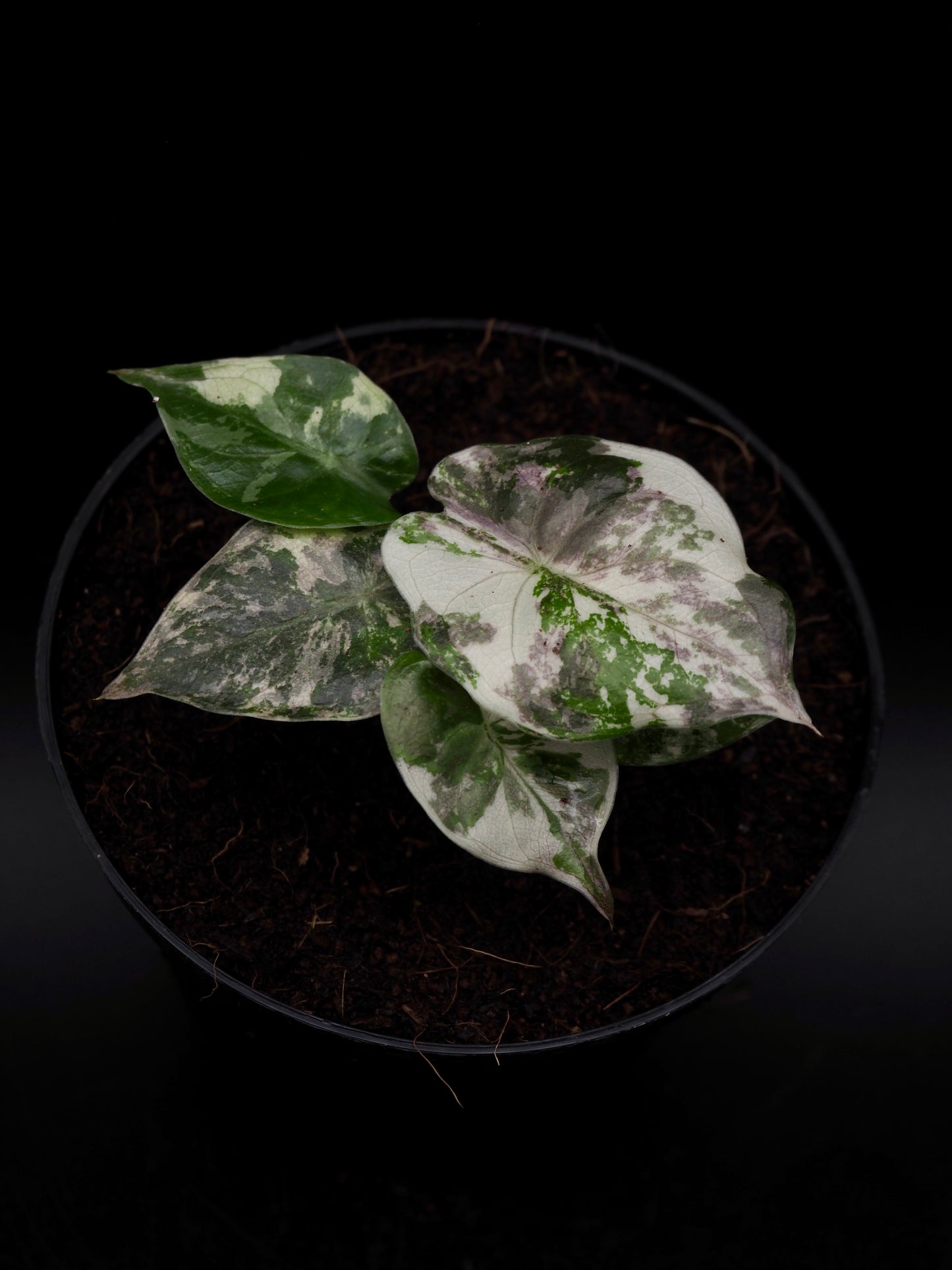 Alocasia Wentii Albo/Pink