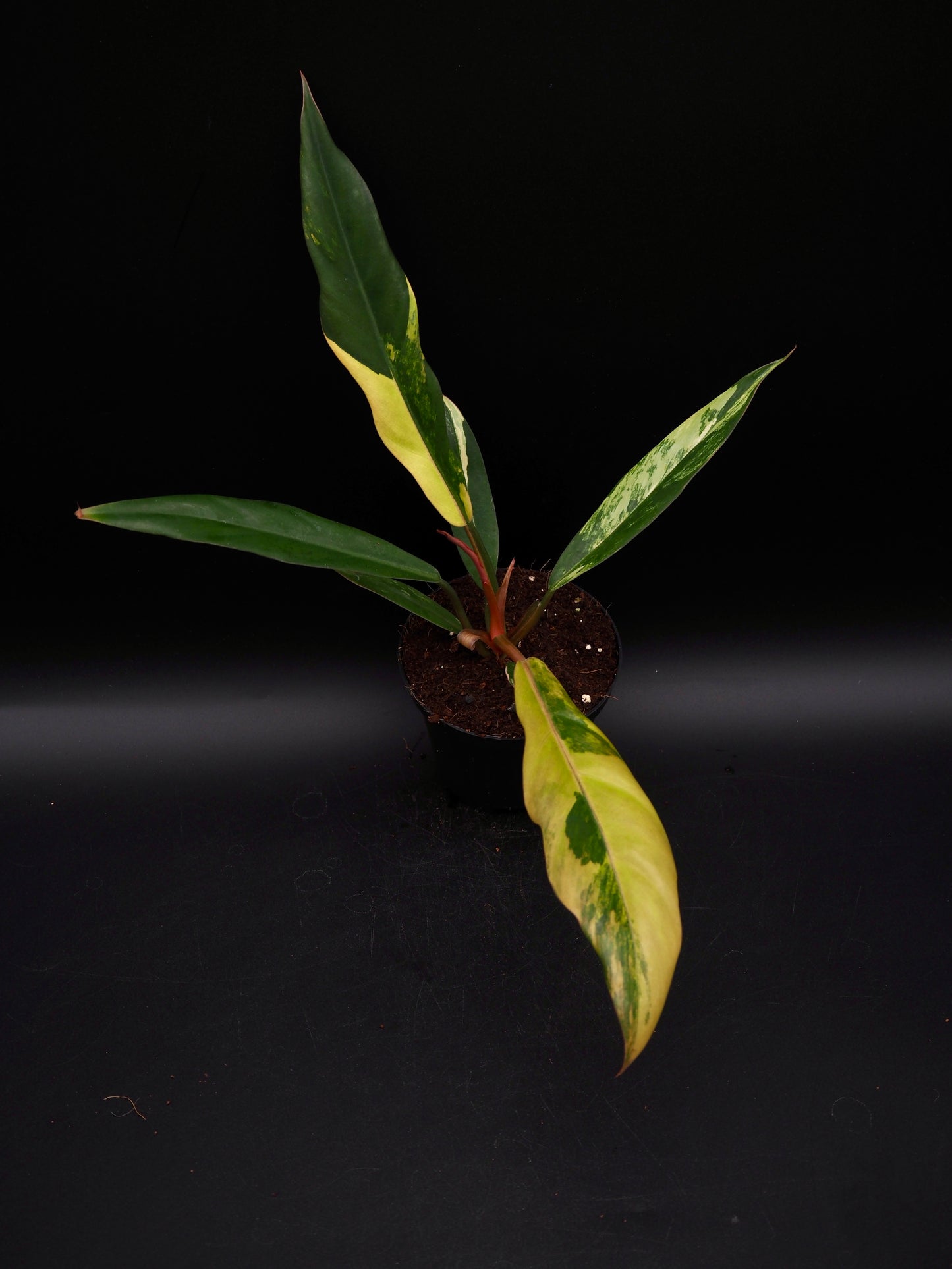 Philodendron Caramel Marble