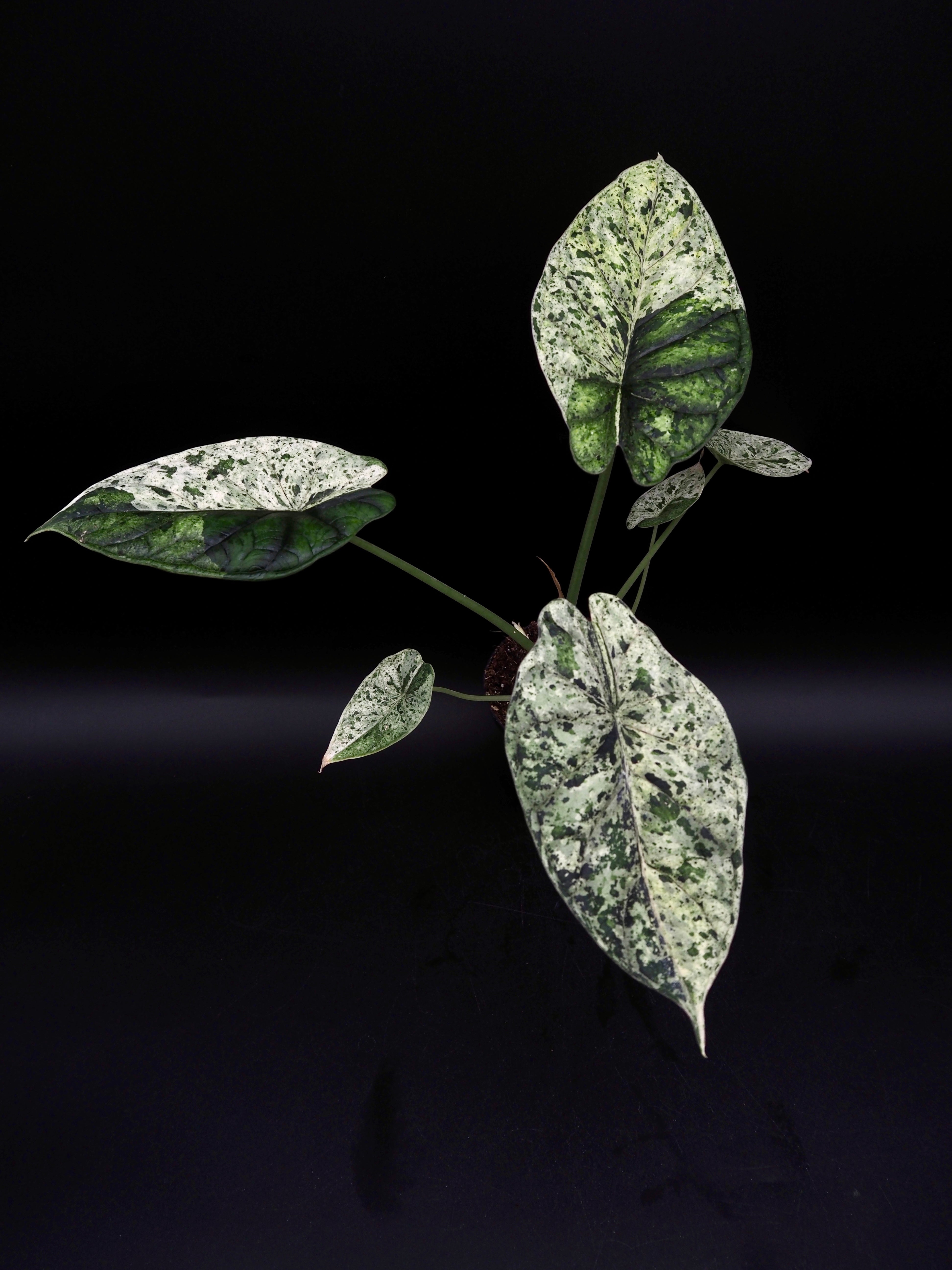 Begonia  Capped Variegata｜ベゴニア Variegated Begonia Snow capped : r/RareHouseplants
