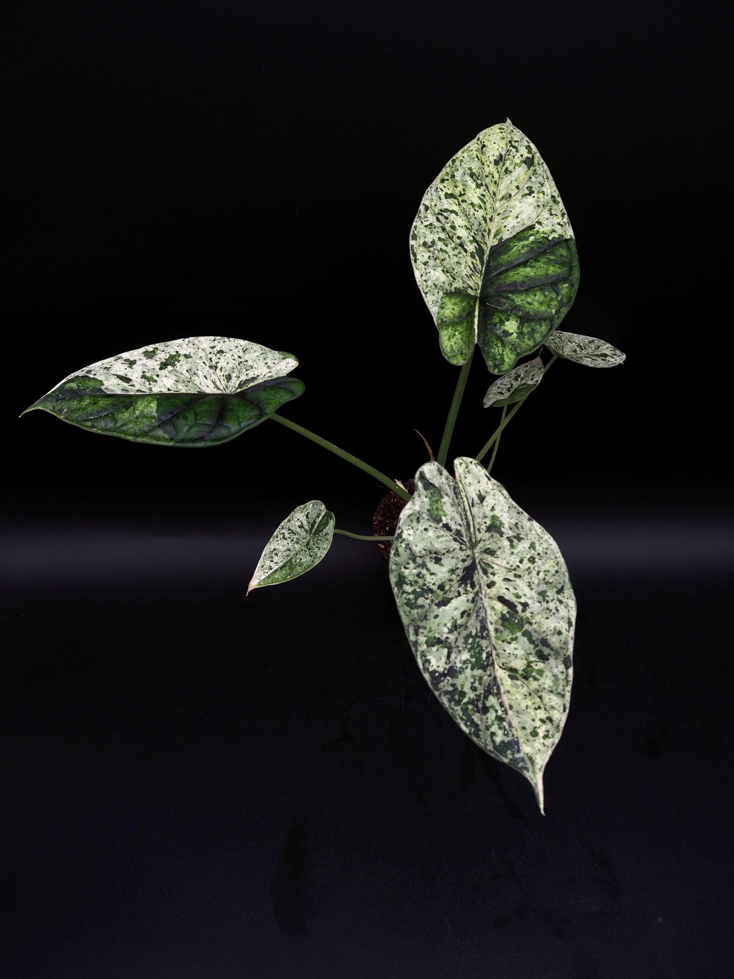 Alocasia Dragon Scale Menthe Variegata