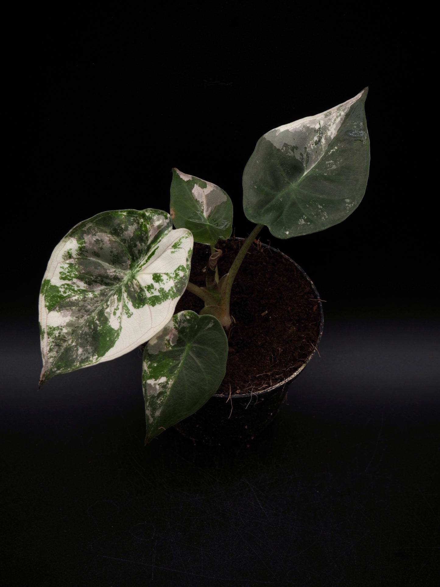 Alocasia Wentii Albo/Pink