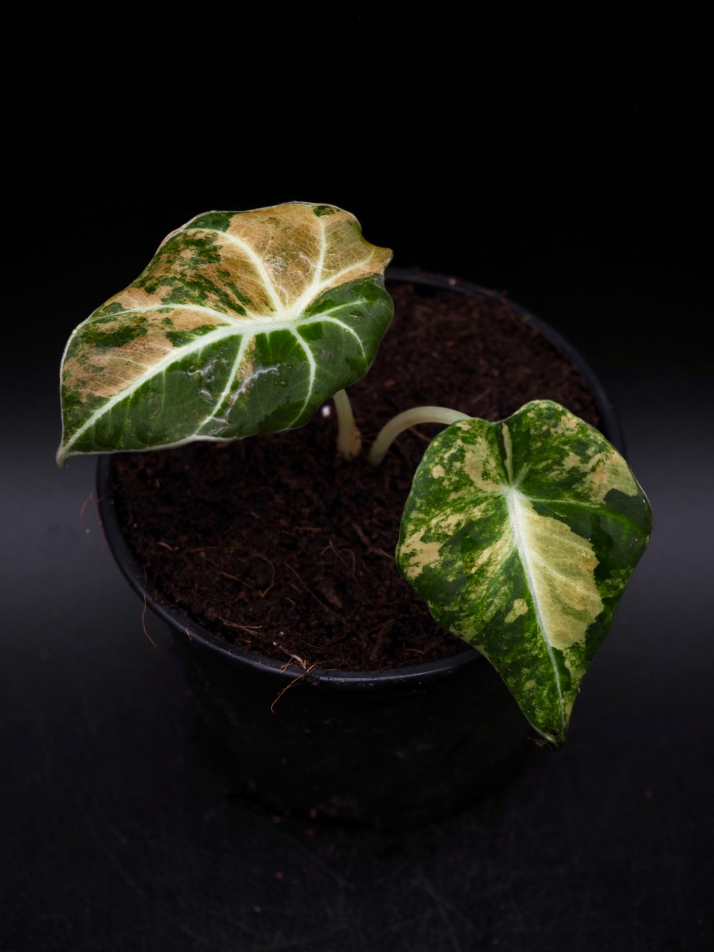 Alocasia Black Velvet Gold