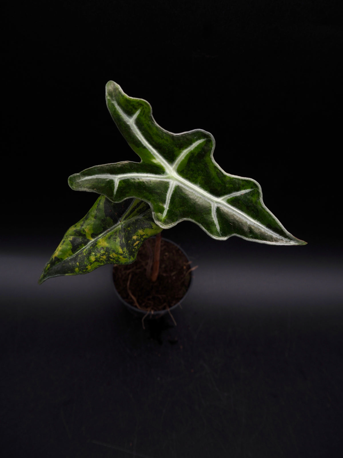 Alocasia Nobilis Aurea