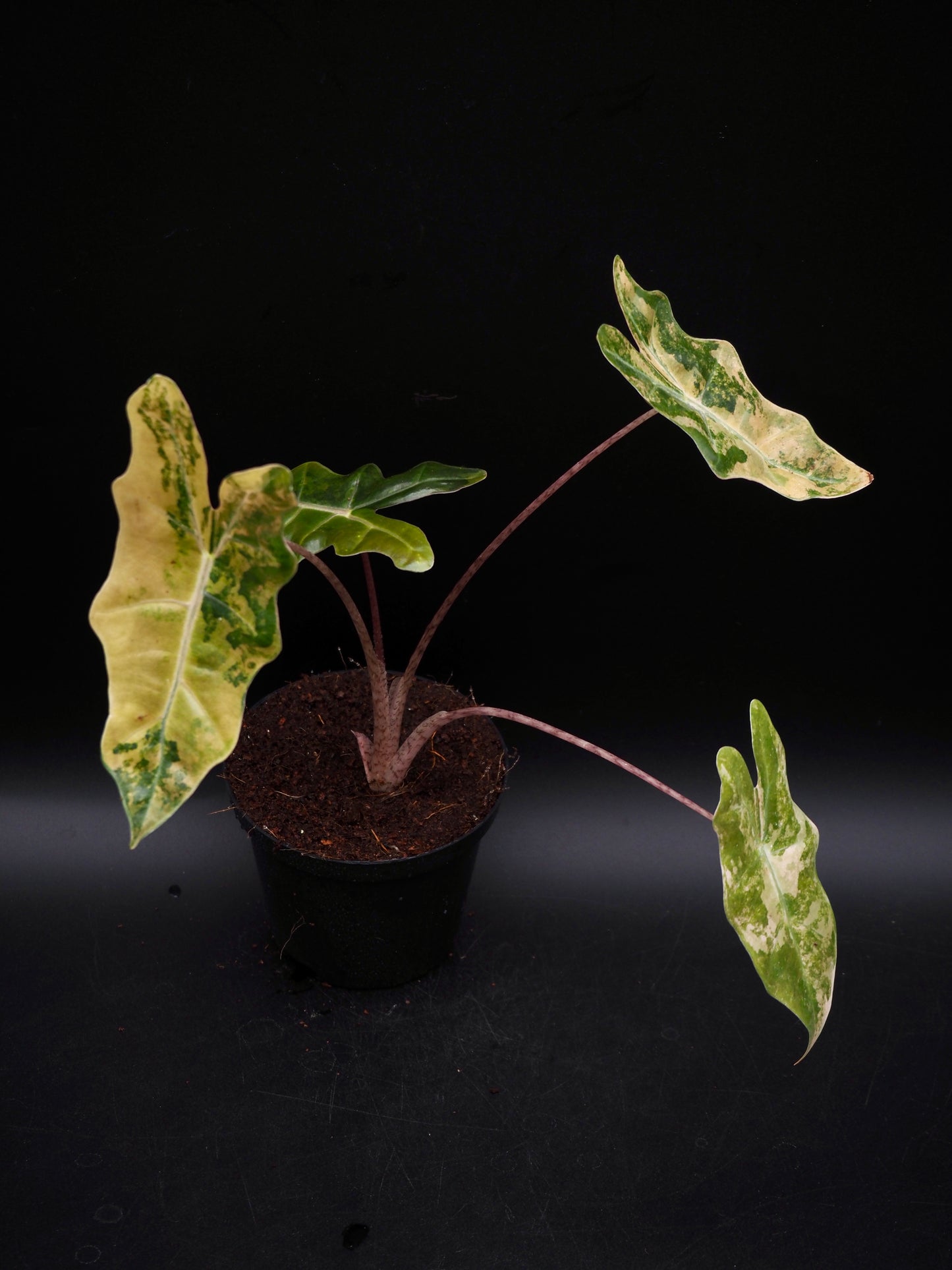 Alocasia Pseudo Sanderian Aurea