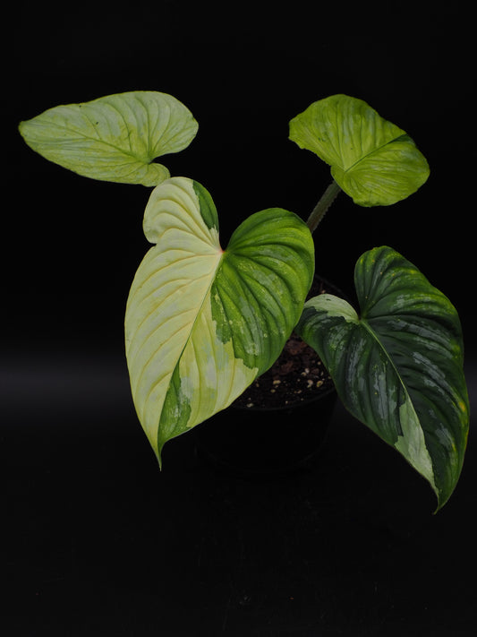 Philodendron Mamei Variegata