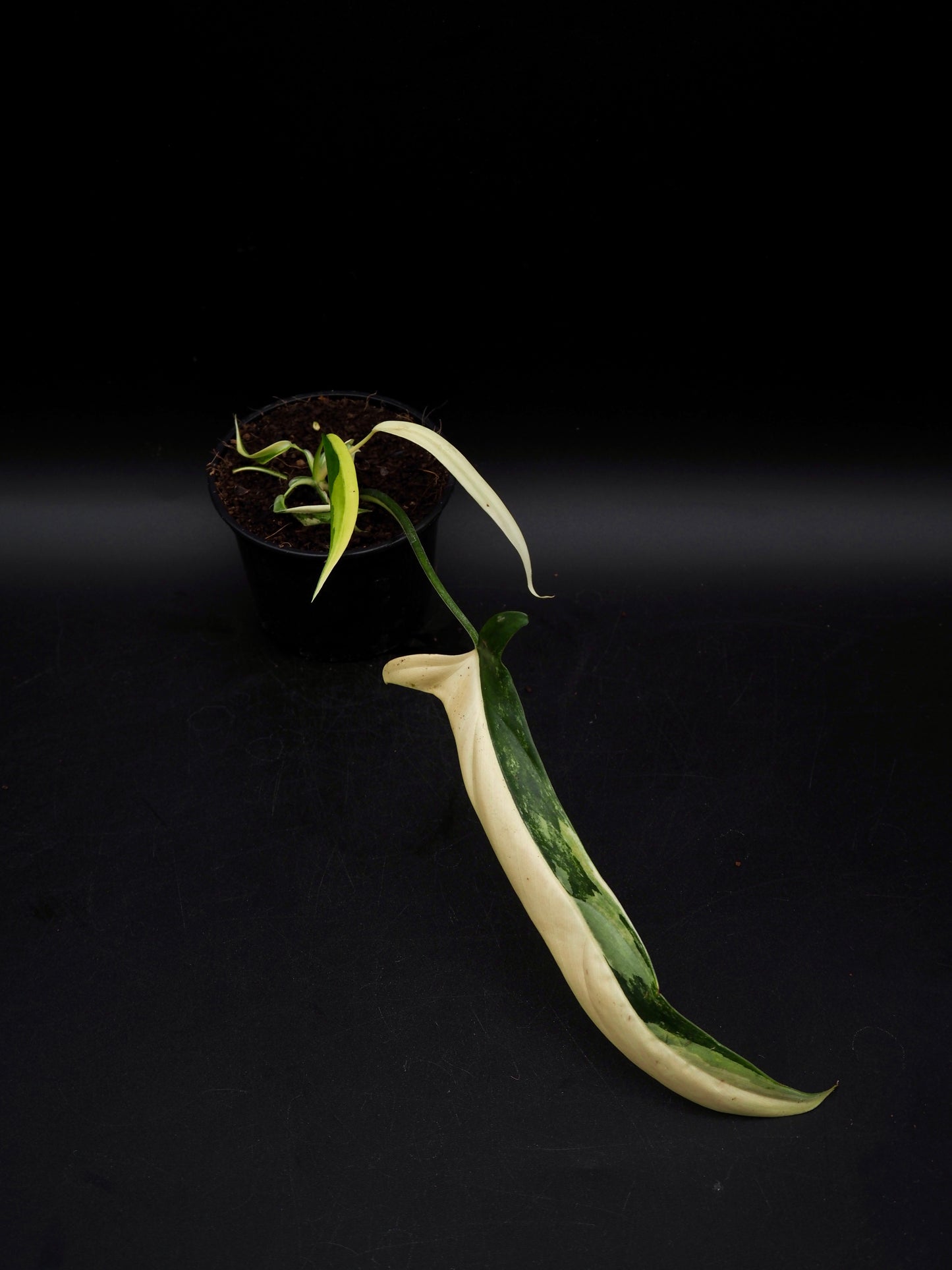 Philodendron Holtonianum Aurea