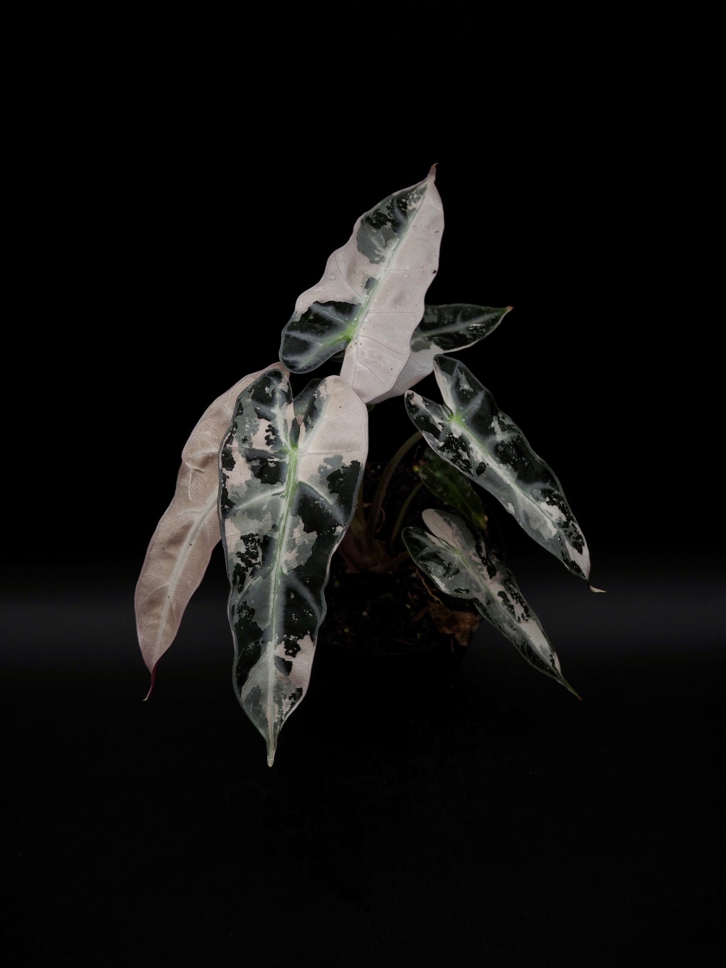 Alocasia Bambino Pink Variegata