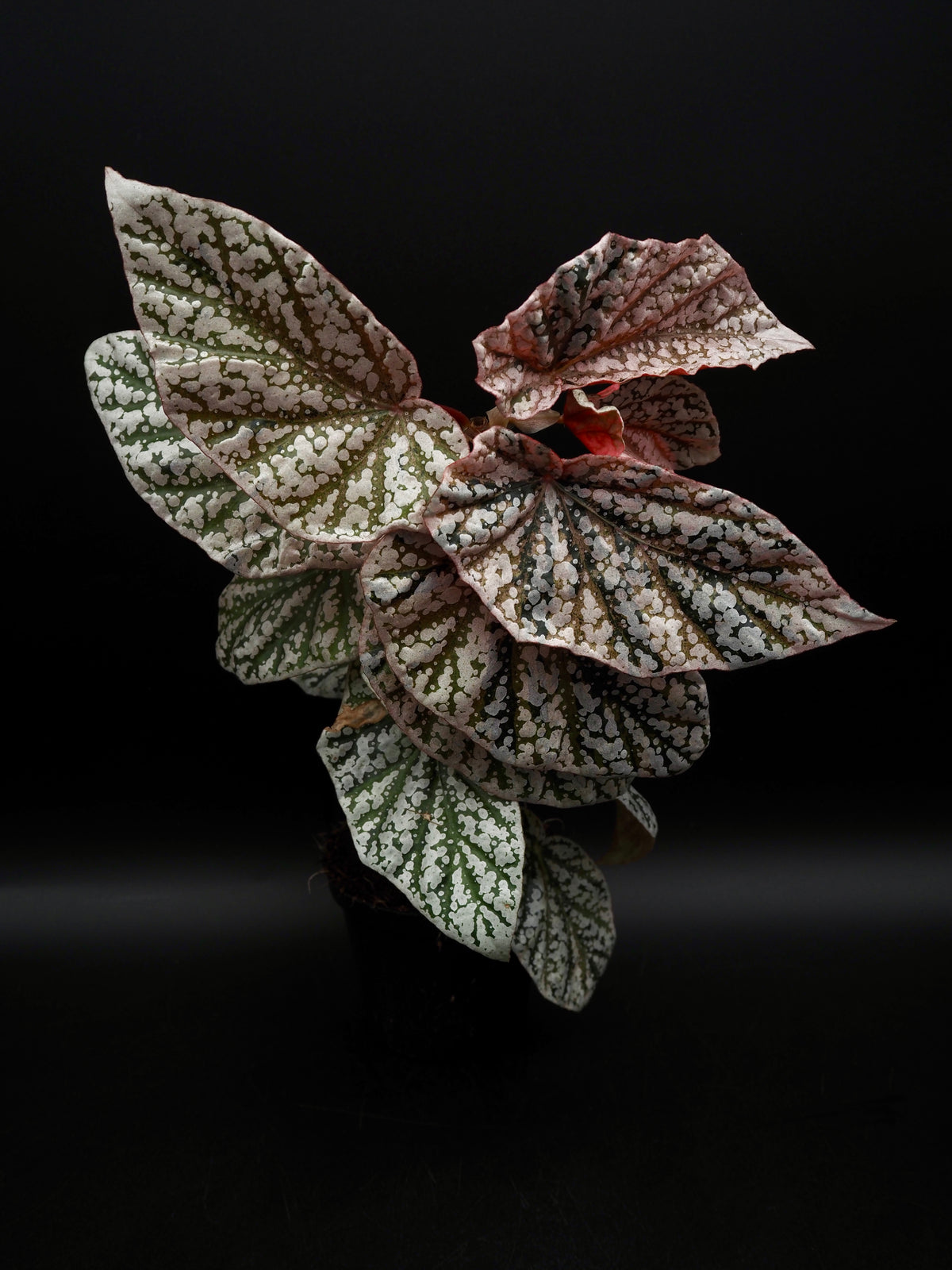 Begonia Snow capped variegata