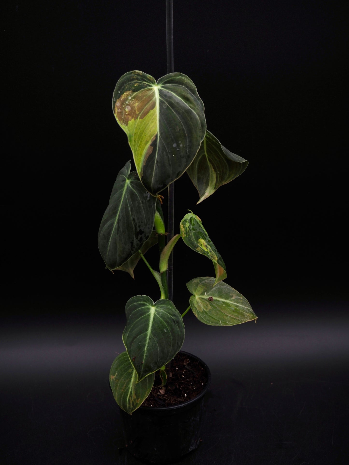 Philodendron Melanochrysum Variegata