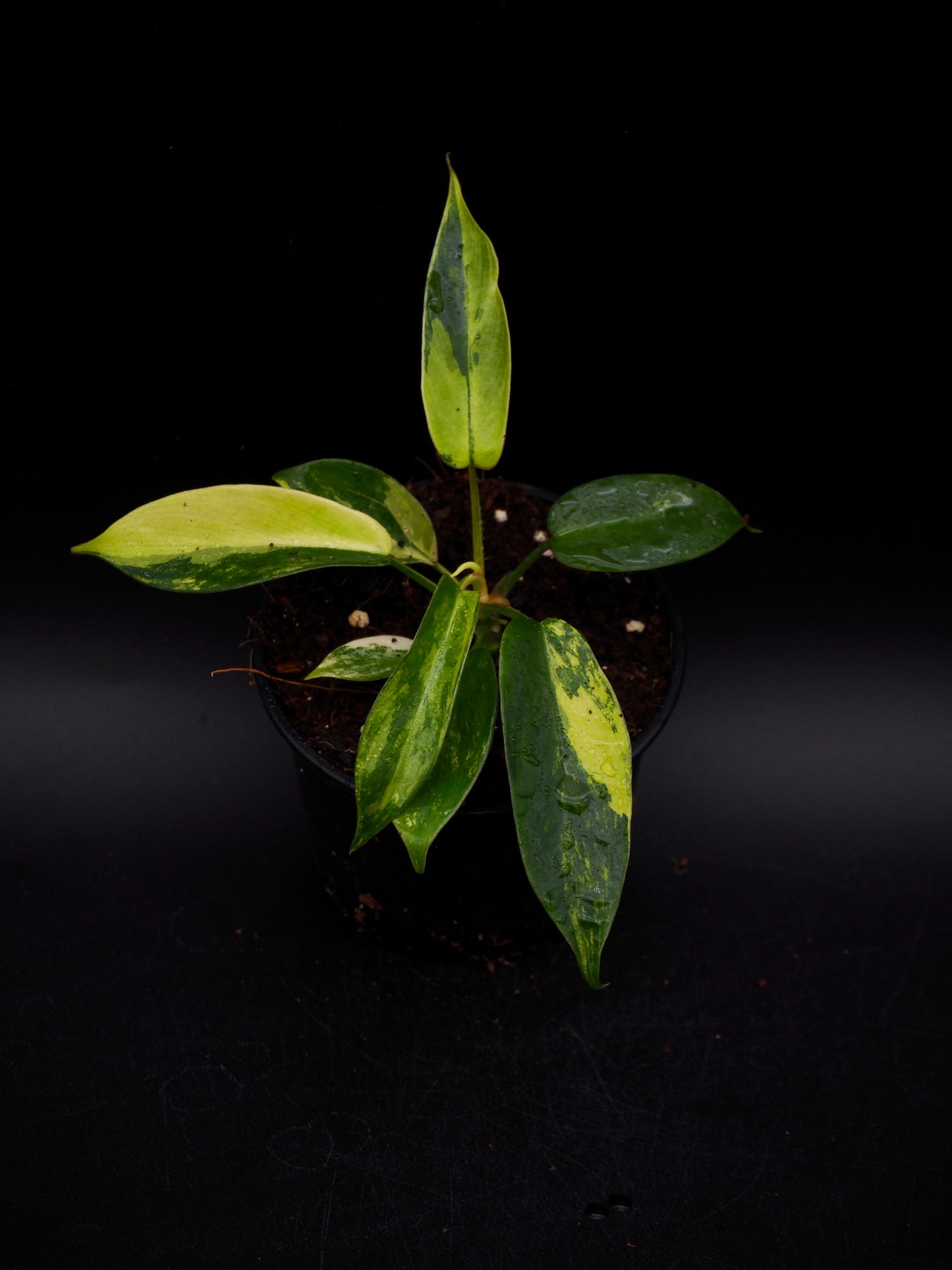 Philodendron Florida Beauty