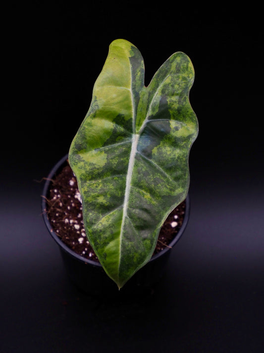 Alocasia pseudo sanderienne Aurea Variegata