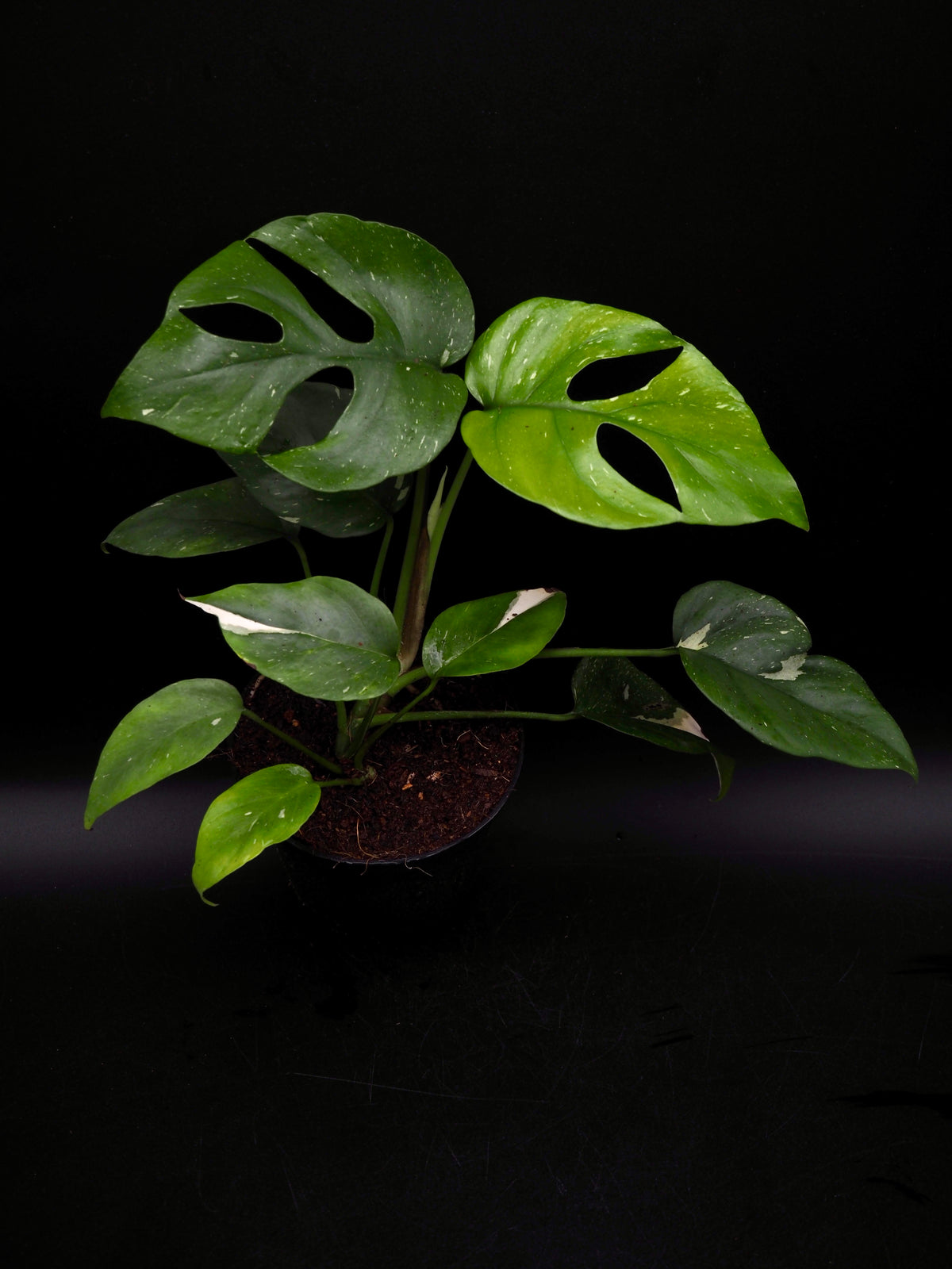 Rhaphidophora Tetrasperma Thai Constellation Variegata