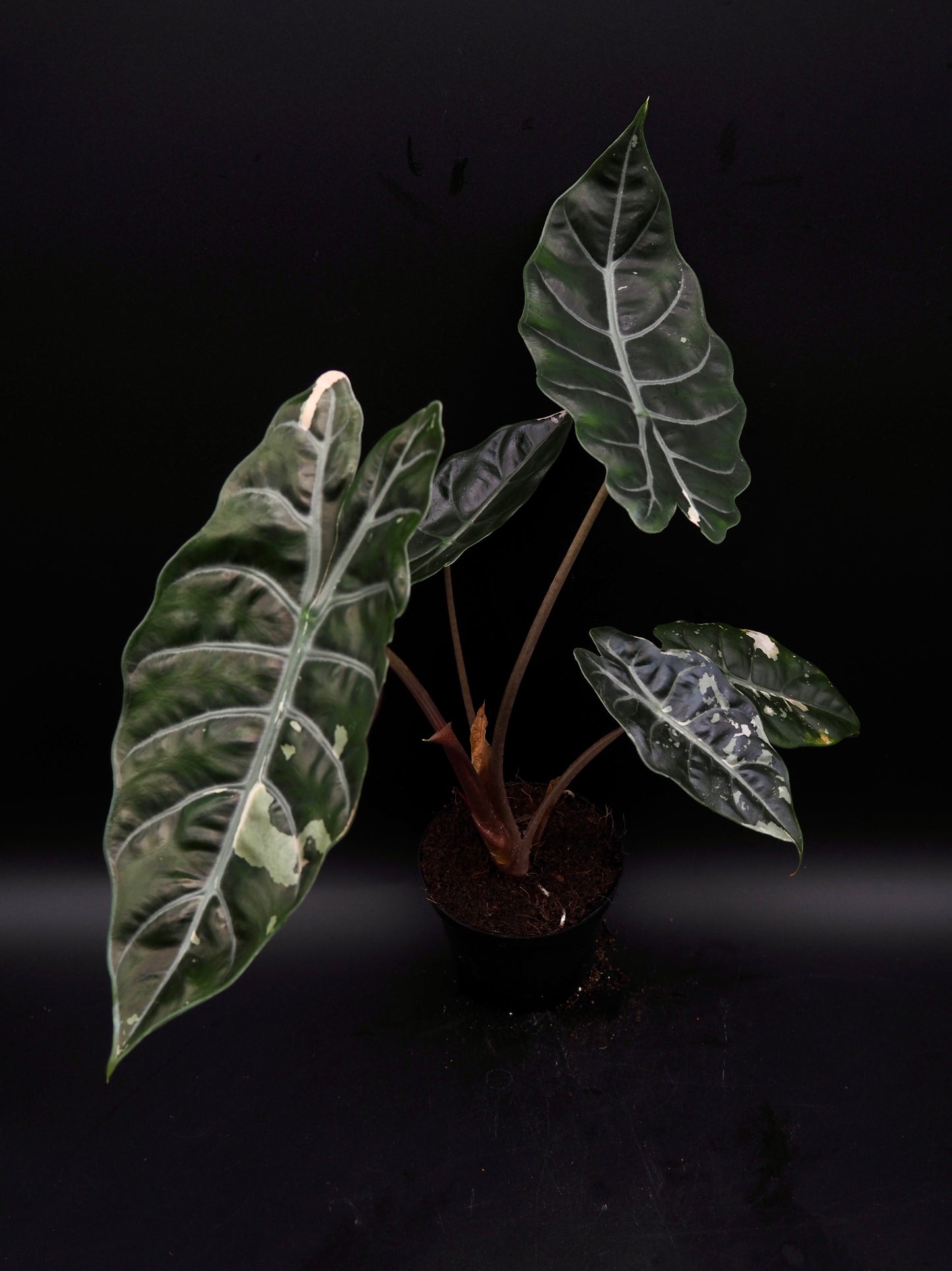 Alocasia Chantrieri Pink